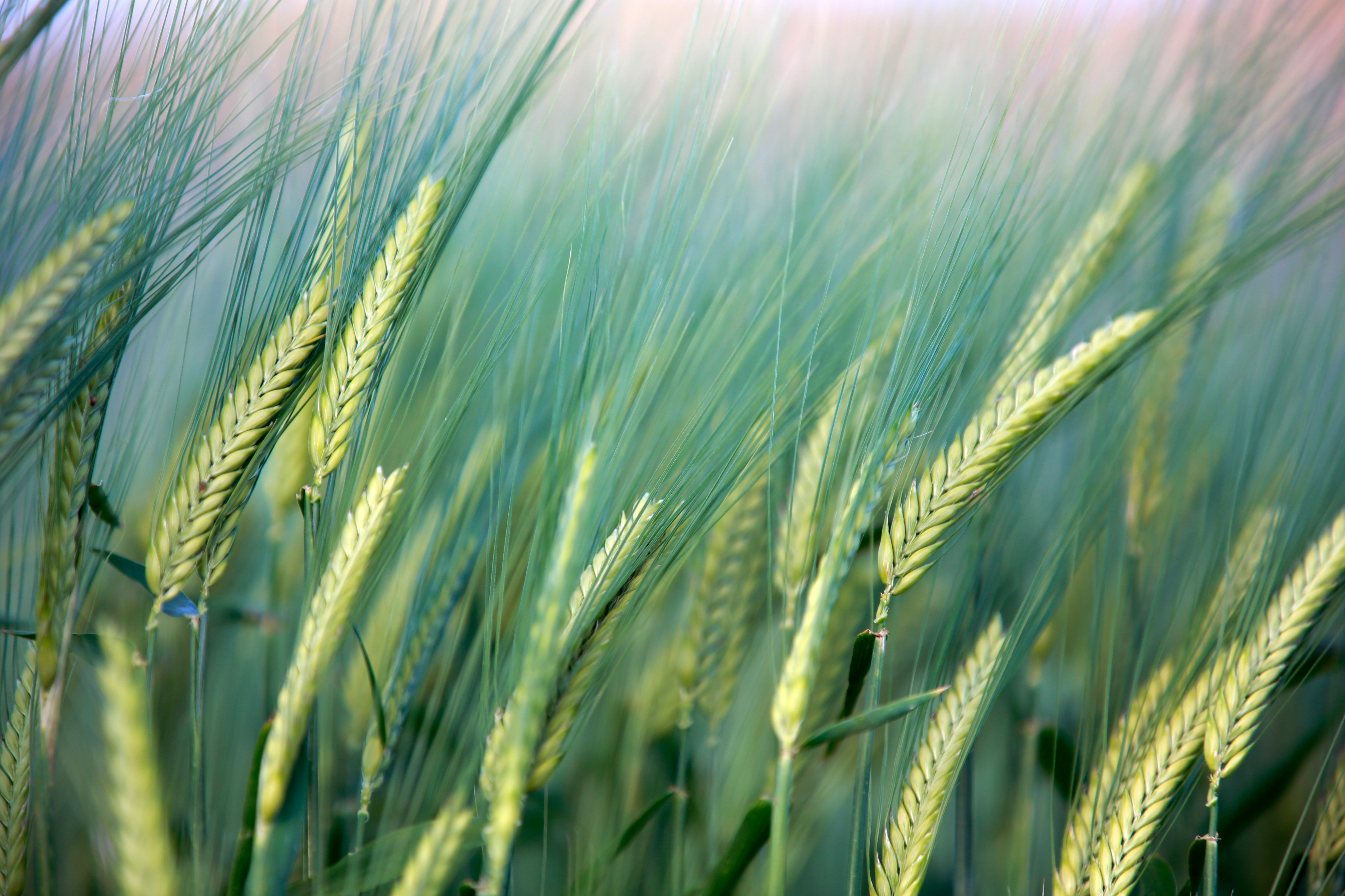 2026-02-find-new-pieces-nature-cover-image