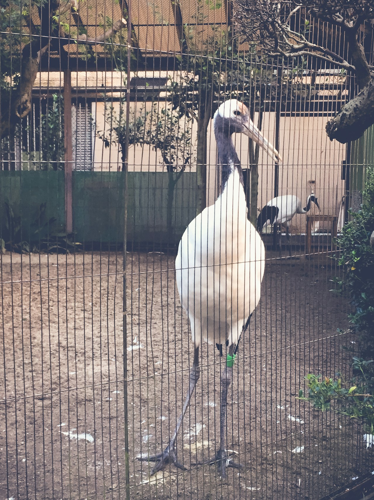 Tipps zum Fotografieren von Tieren im Zoo | Focus #263