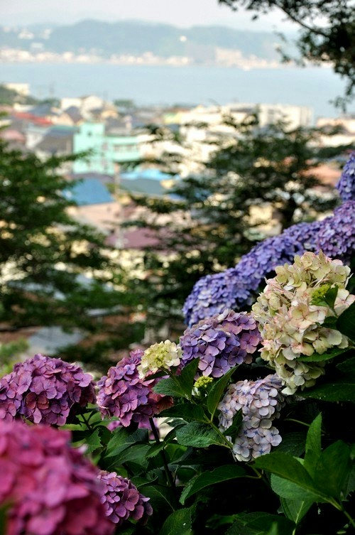 Esplora i Colori delle Ortensie: Significato dei Fiori e Bellissimi Luoghi di Fotografia | Focus #170