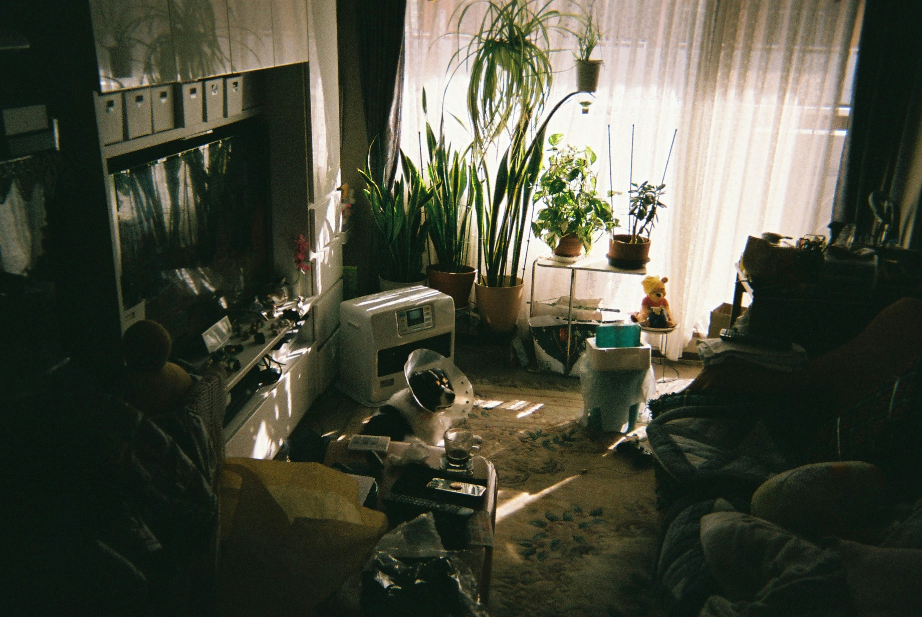 Photo by Tatsuya Fukui