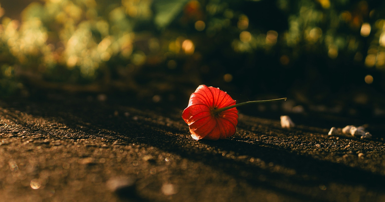 2025-09-trace-of-autumn-cover-image