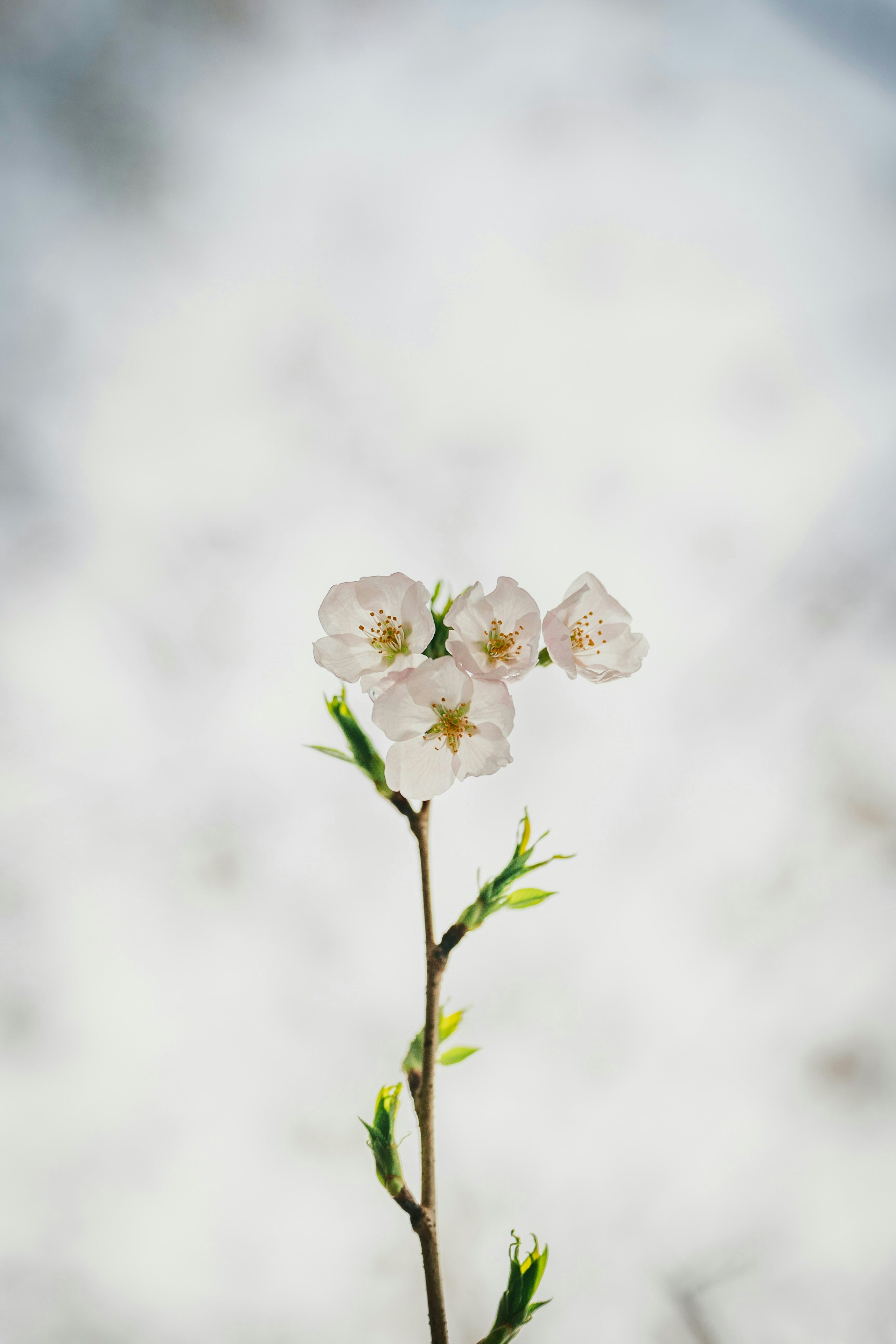 Photo by Kyohei Chiba