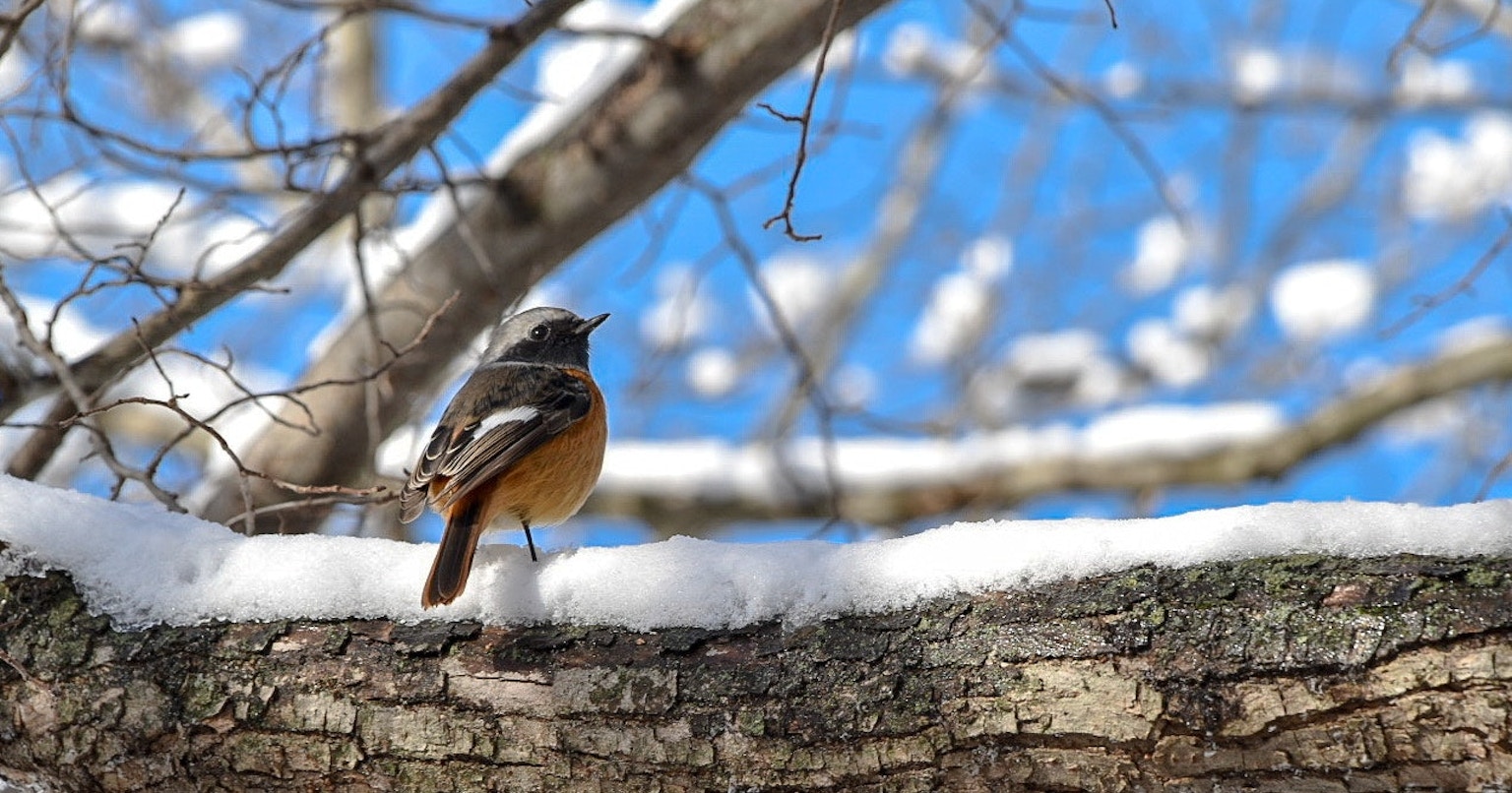 2025-03-bird-report-cover-image