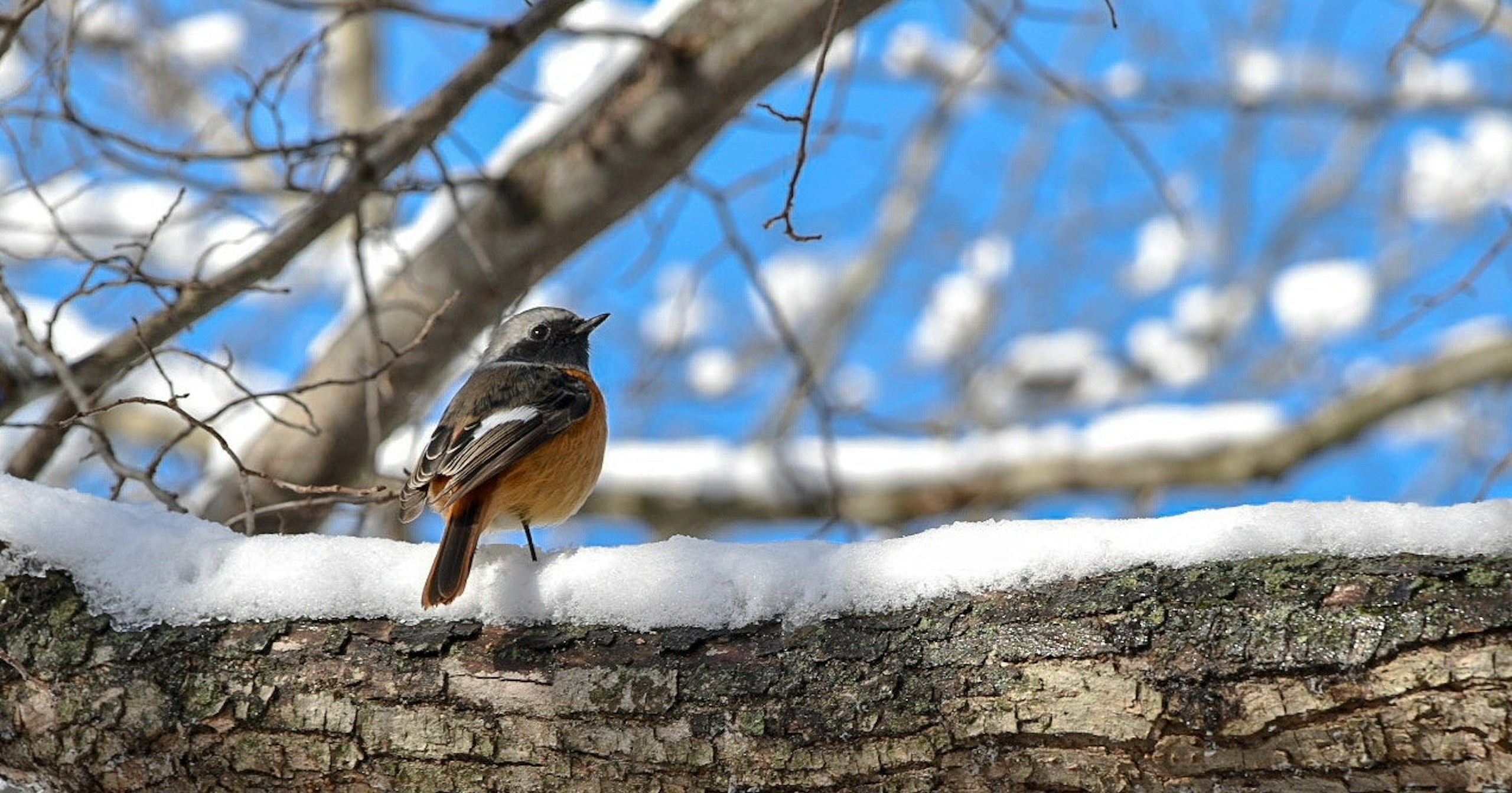 #bird | How to Capture the Charm of Birds | Focus #427