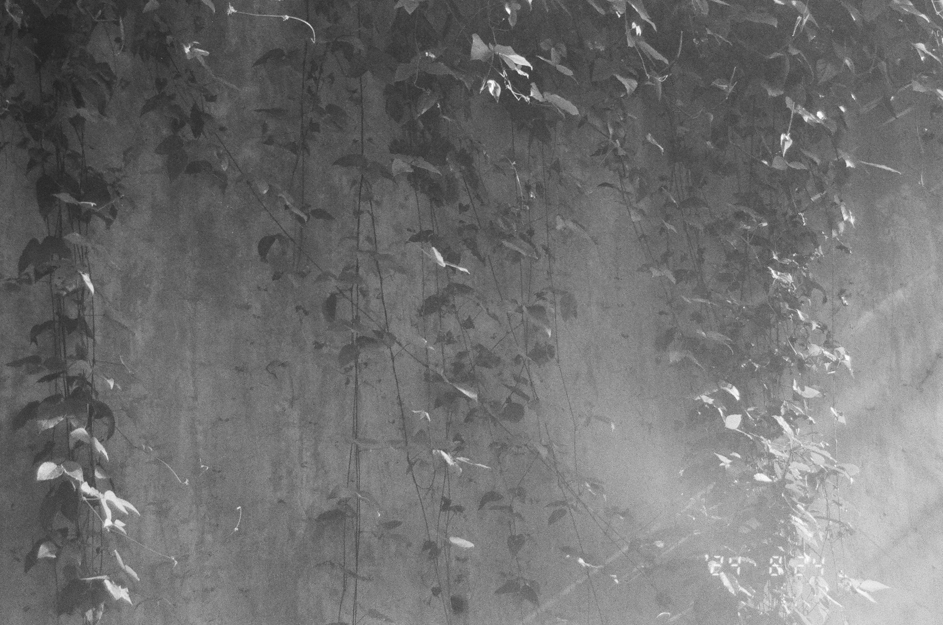 2026-02-find-new-pieces-nature-image-19