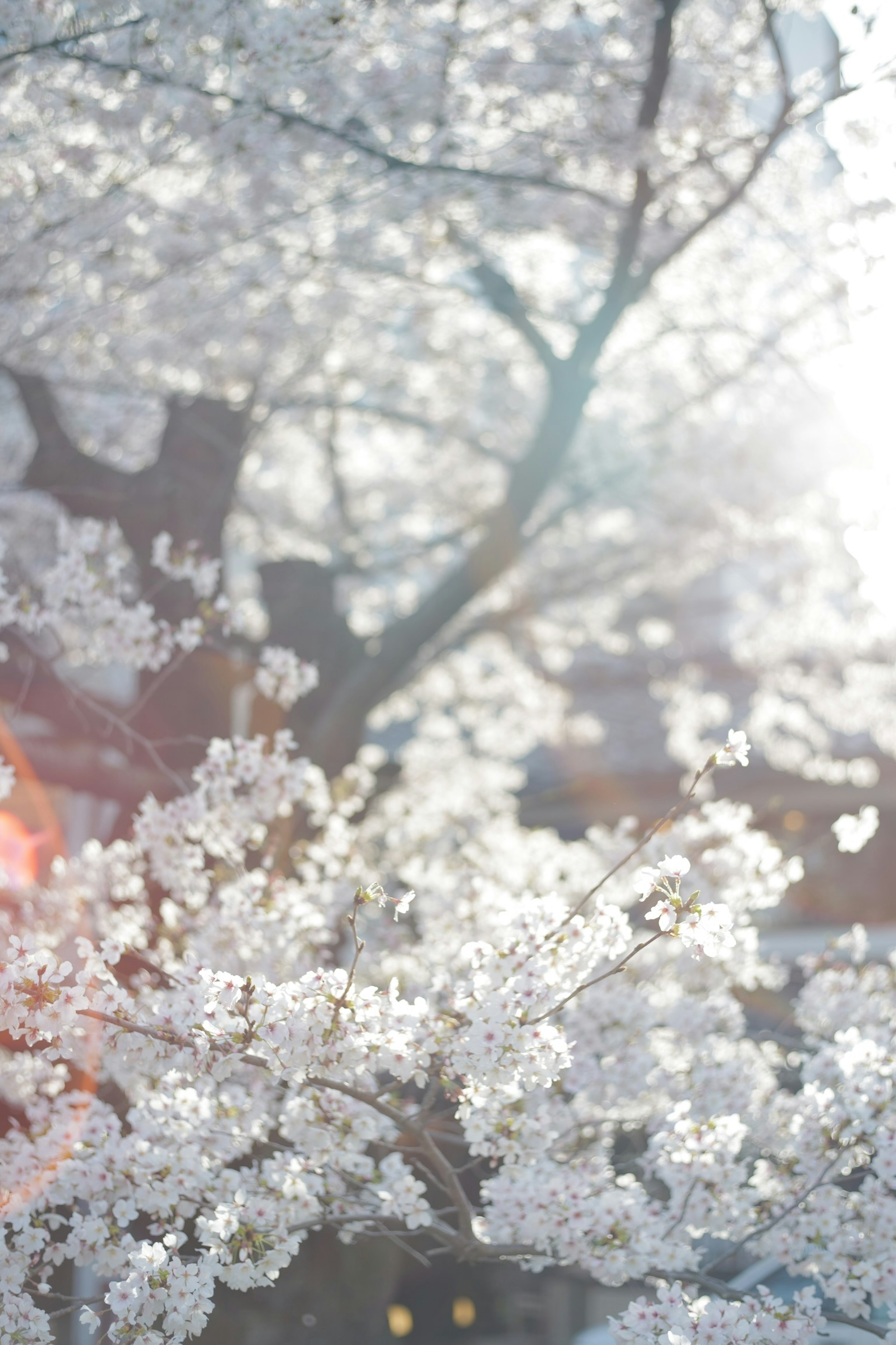 2024-03-guide-of-sakura-photography-image-26