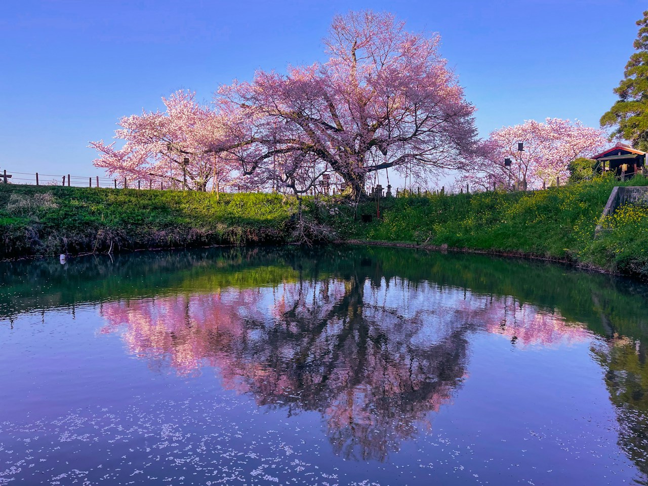 Chasing the Cherry Blossom Front: Exploring Spring Across Japan | Focus #57