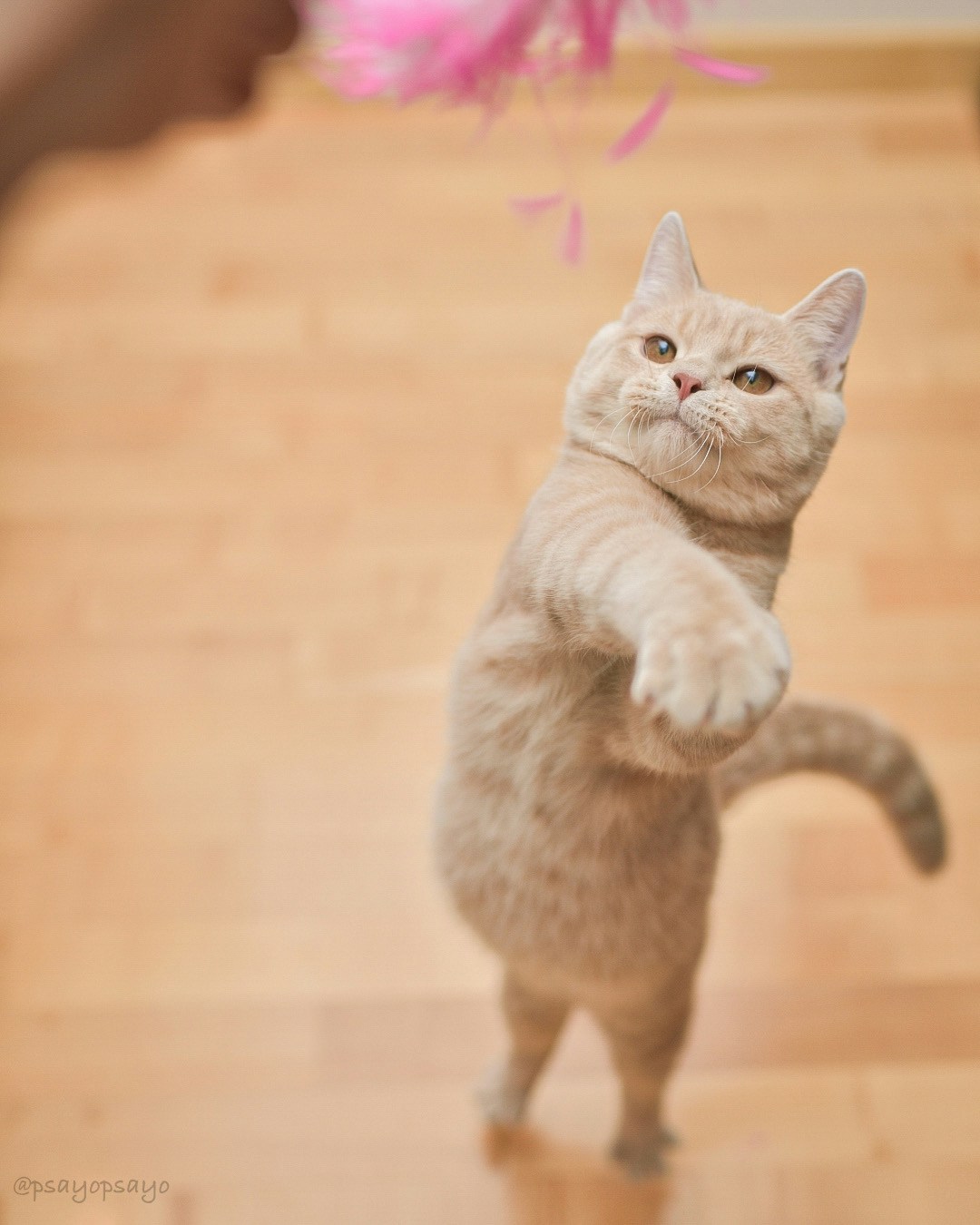 Learning from Life with Your Beloved Cat | Cat Photographer Sayo | ISSUE #31
