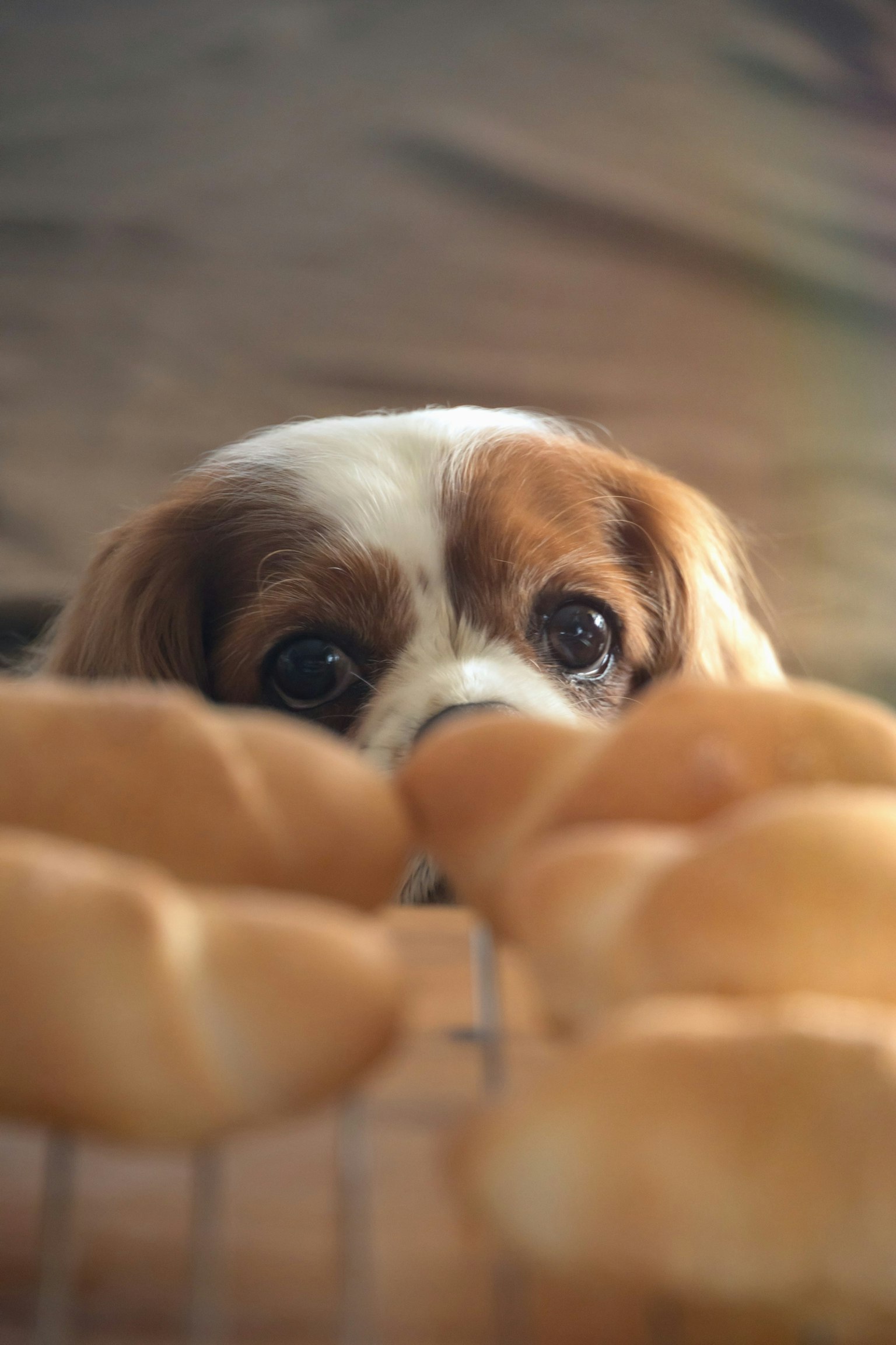 2024-03-tender-glances-image-12