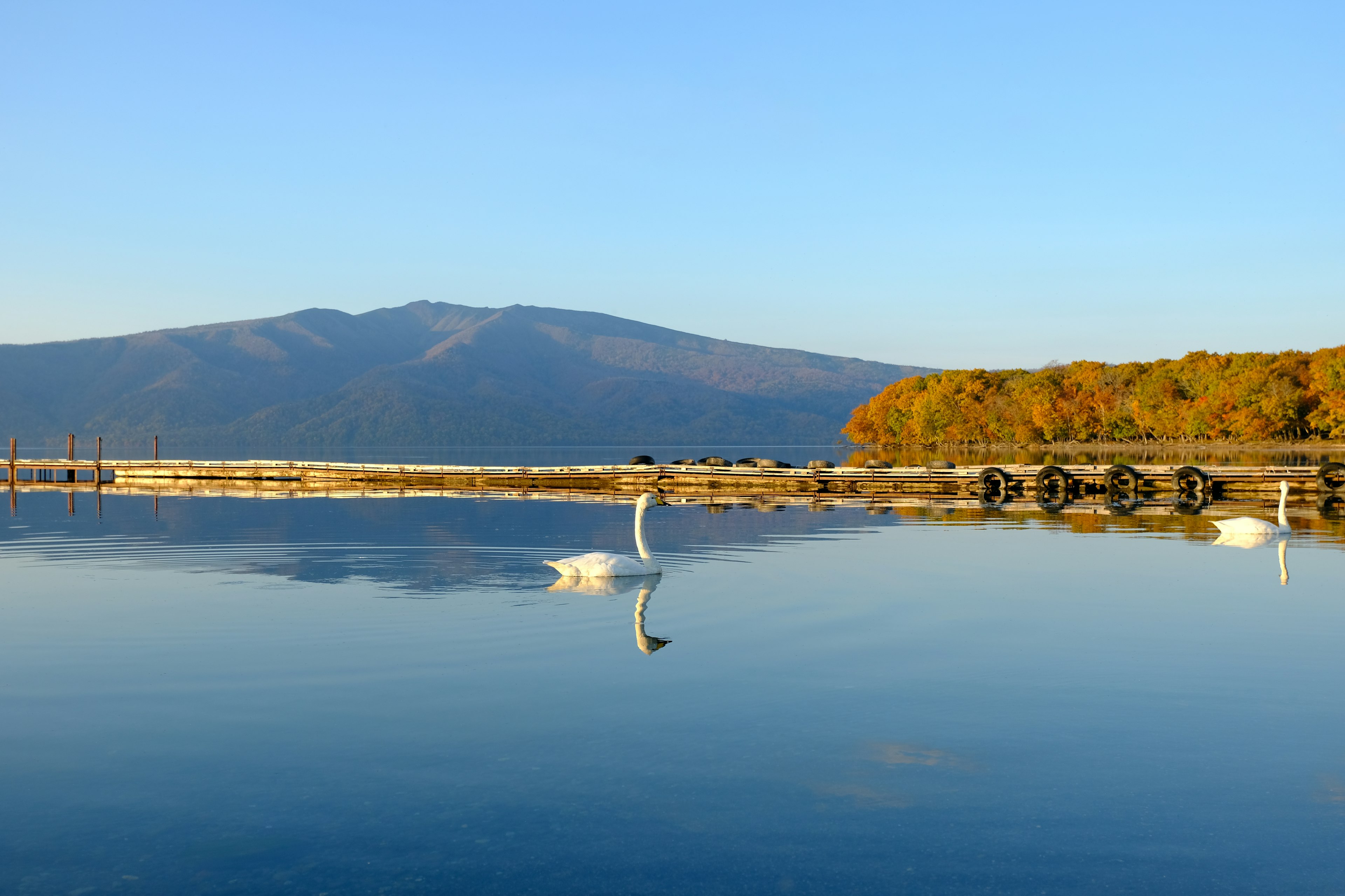 2024-10-japanese-autumn-leaves-image-9