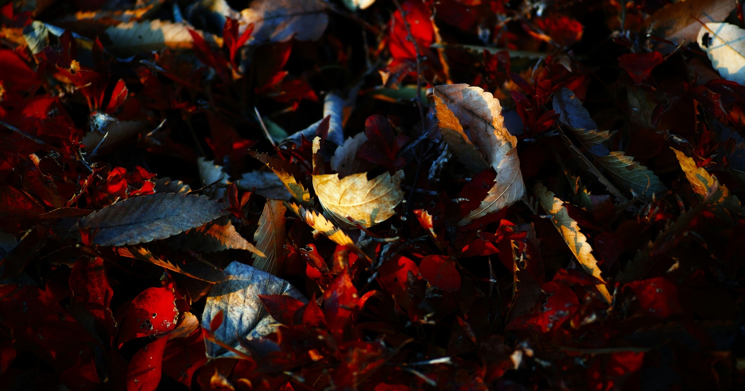 2024-12-flickr-camera-trend-cover-image