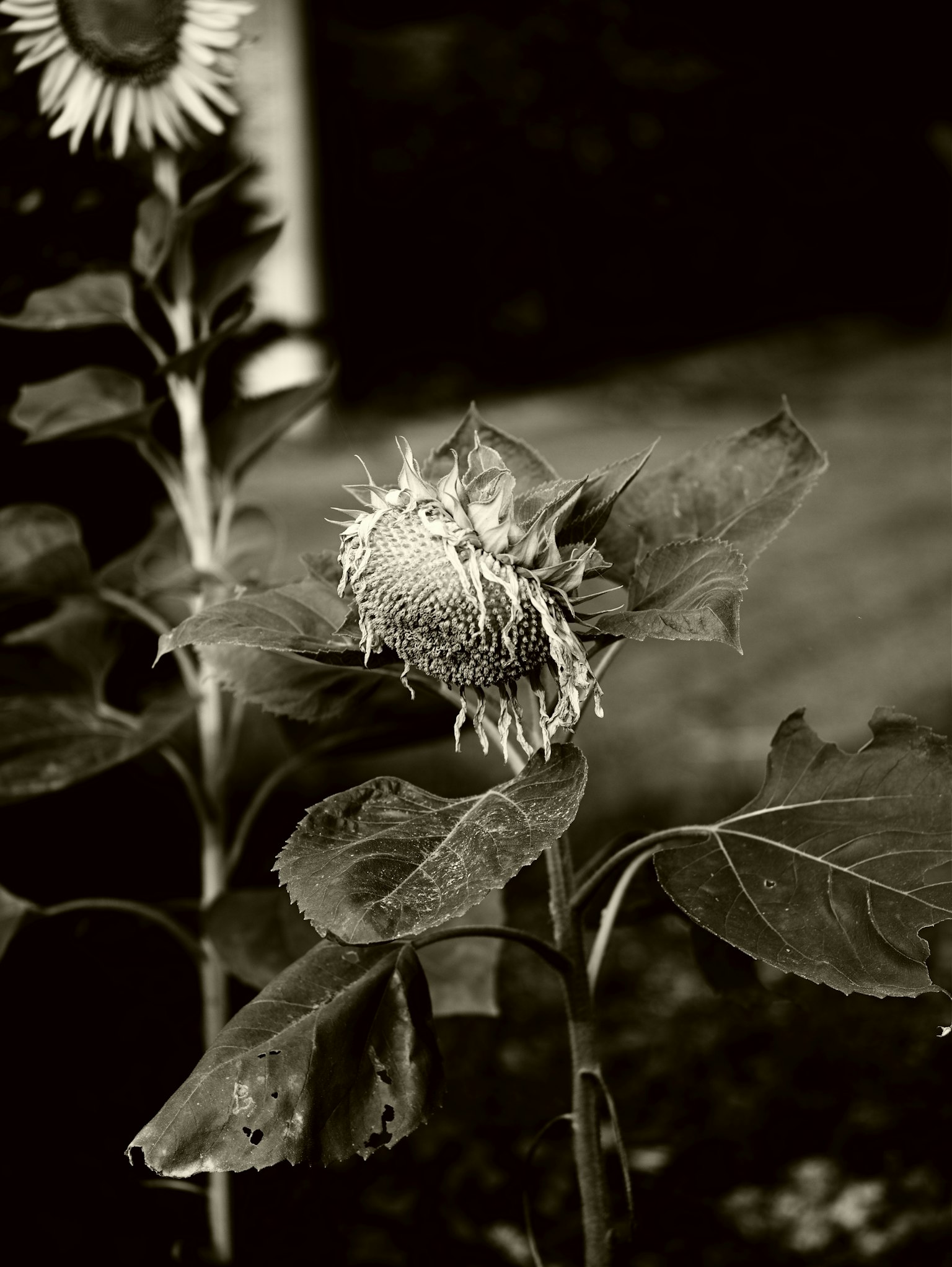 2025-07-pick-up-photos-no-159-163-image-11