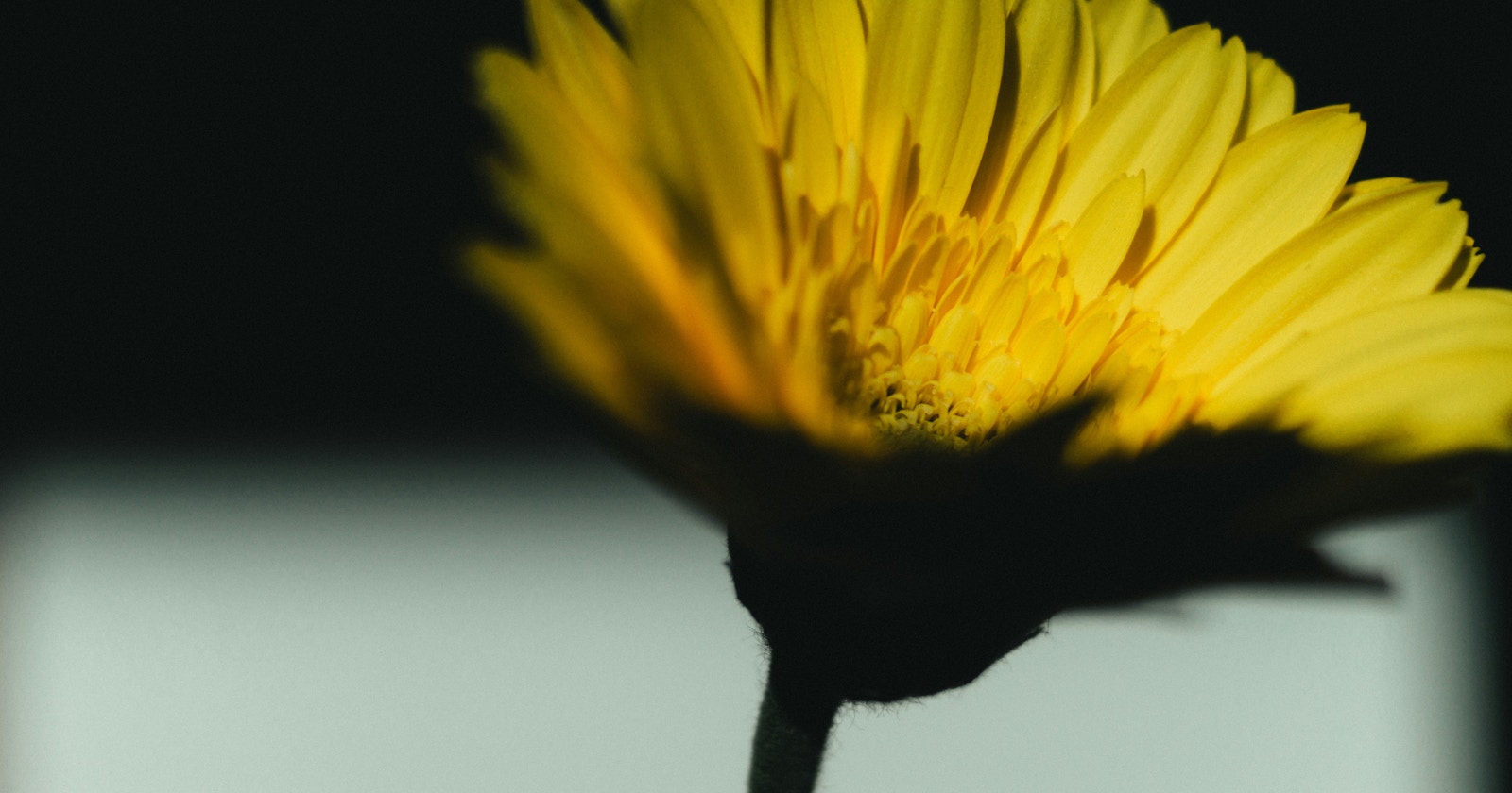Explore the World of Free Lighting Education with Google 'Learning Light' | Release #472