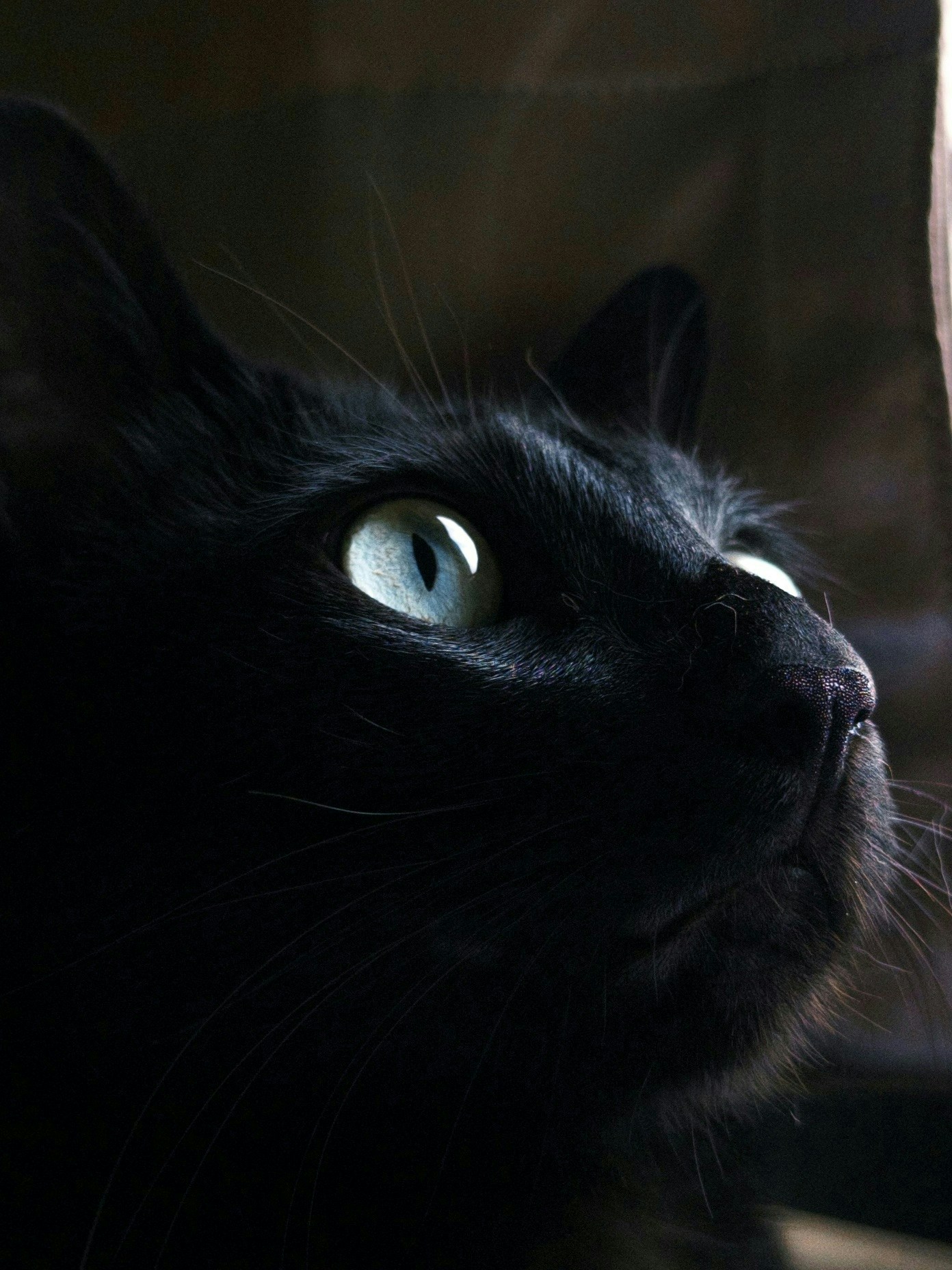 2026-04-find-new-pieces-cat-image-38