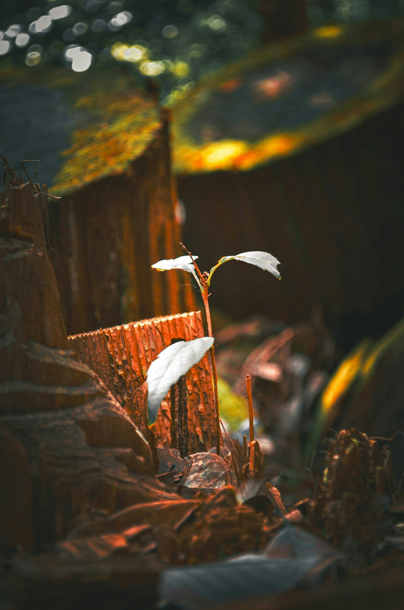 2024-08-lectangle-grid-on-instagram-image-7