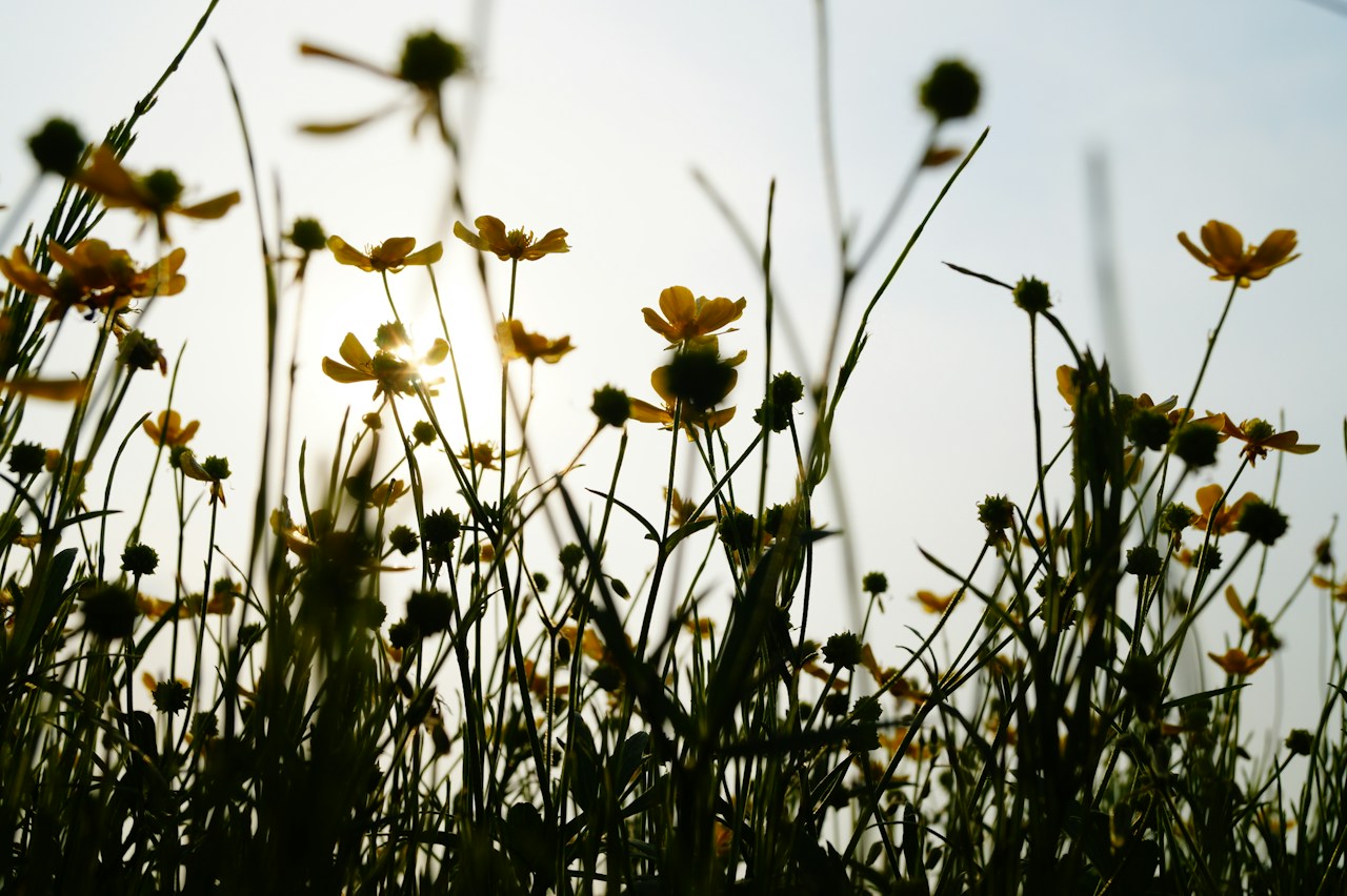 Image by daphoto