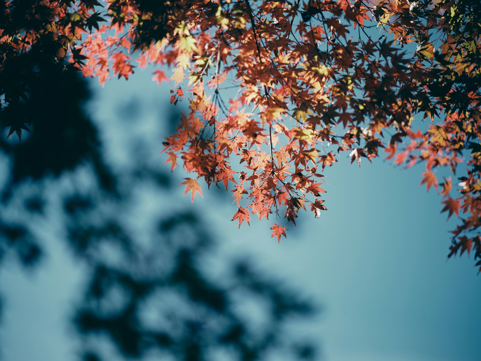 2024-11-november-photography-subjects-image-4