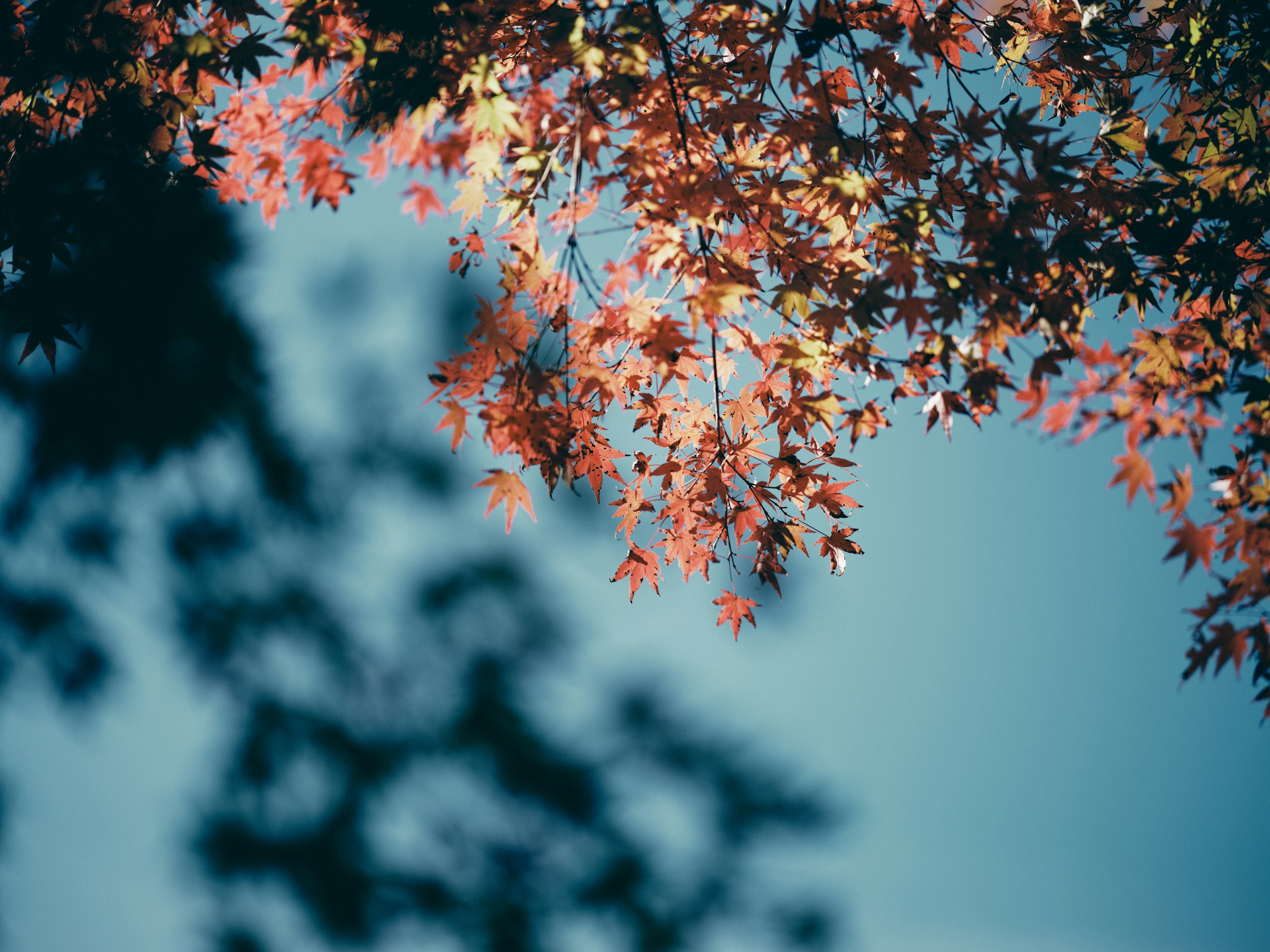 2024-11-november-photography-subjects-image-4