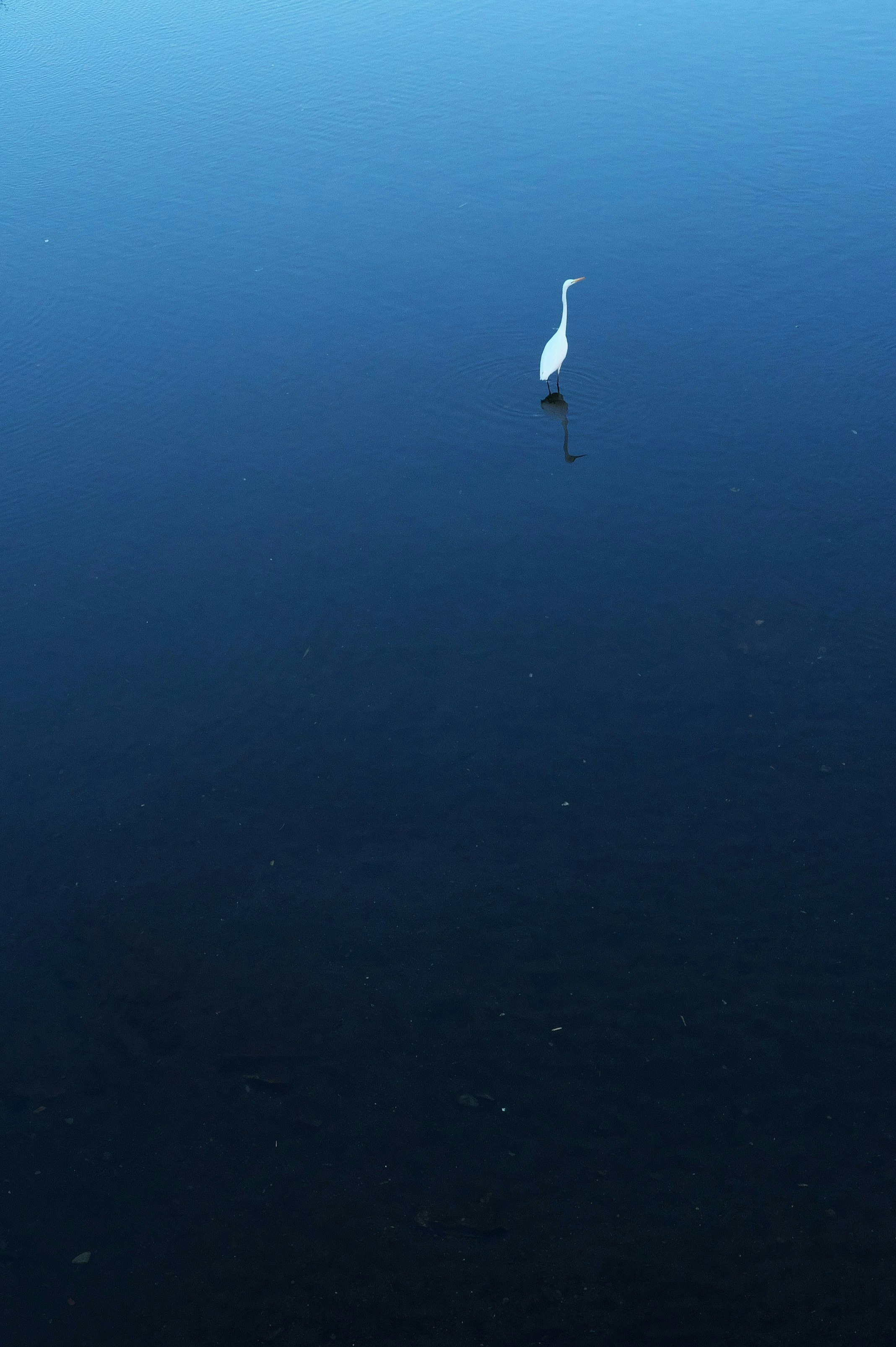 2025-05-negative-space-in-nature-photography-image-8