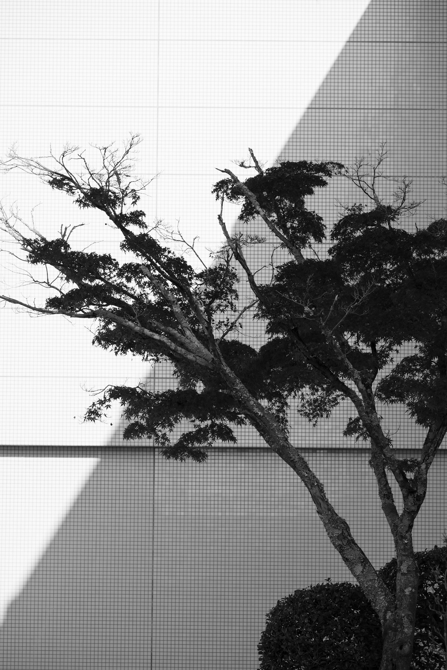 2025-08-black-and-white-techniques-image-8