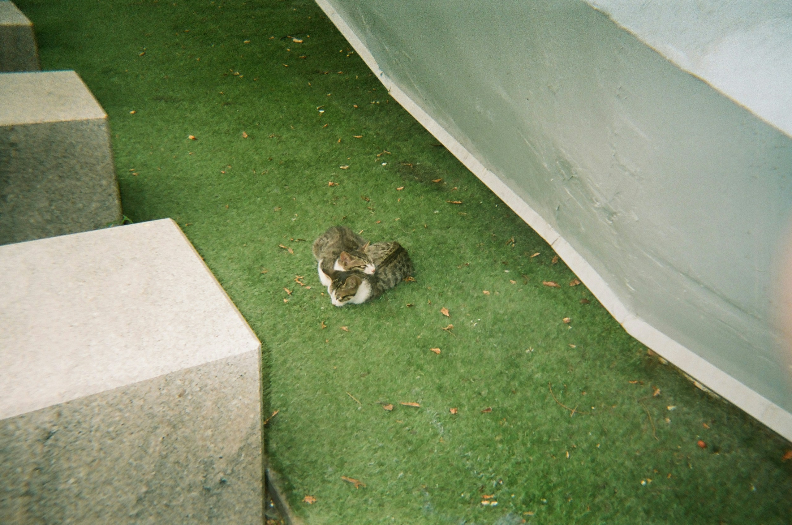 2026-04-find-new-pieces-cat-image-36