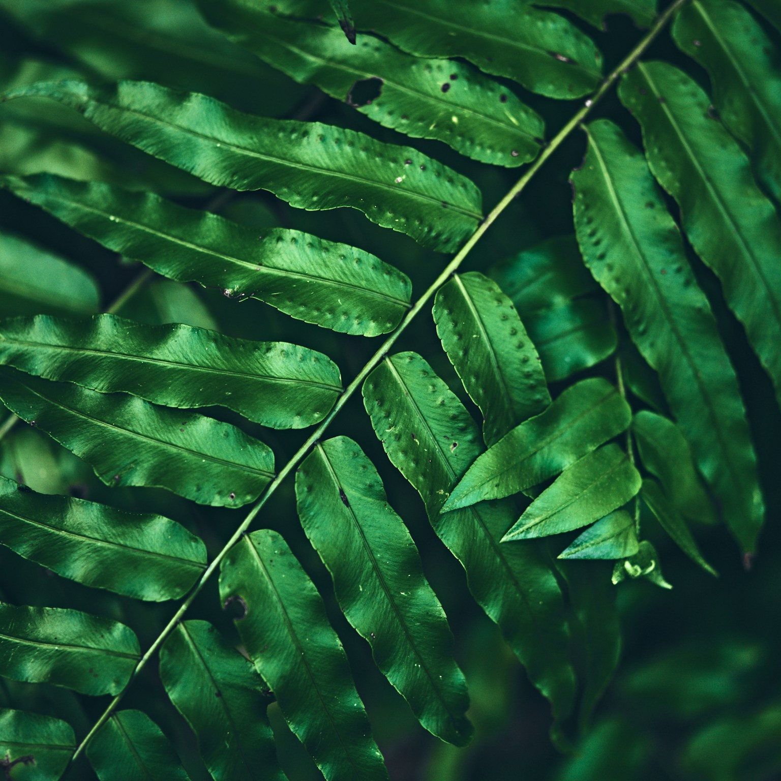 2024-06-100-years-of-green-cover-image