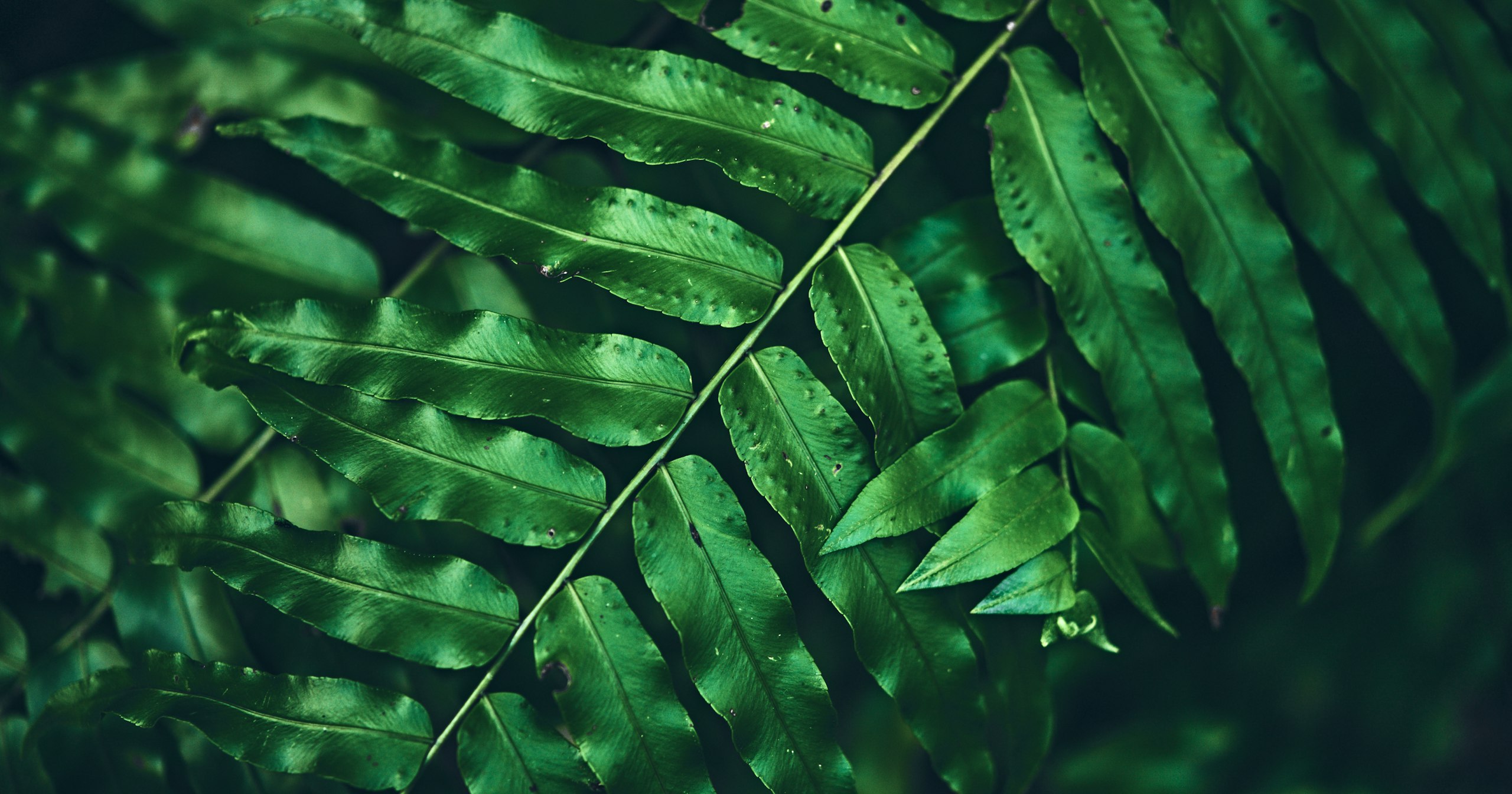 2024-06-100-years-of-green-cover-image