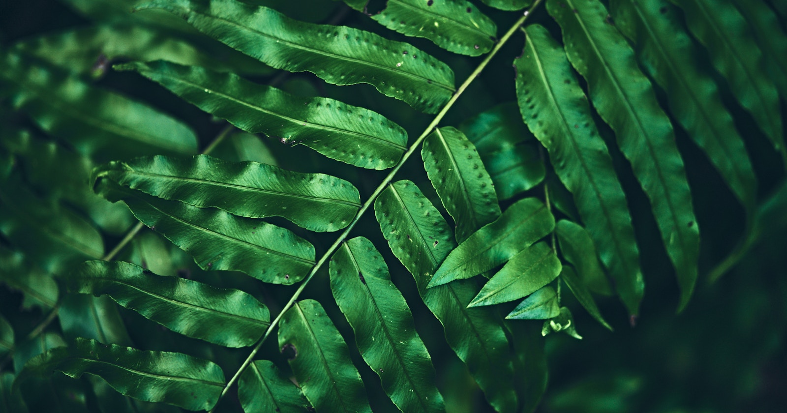 京都府立植物園『100 Years of Green』| Challenge #102
