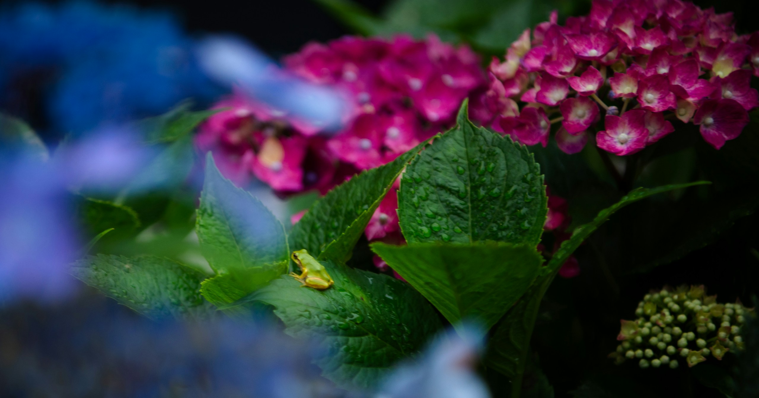 Explora los Colores de las Hortensias: Significados y Hermosos Lugares de Fotografía | Focus #170