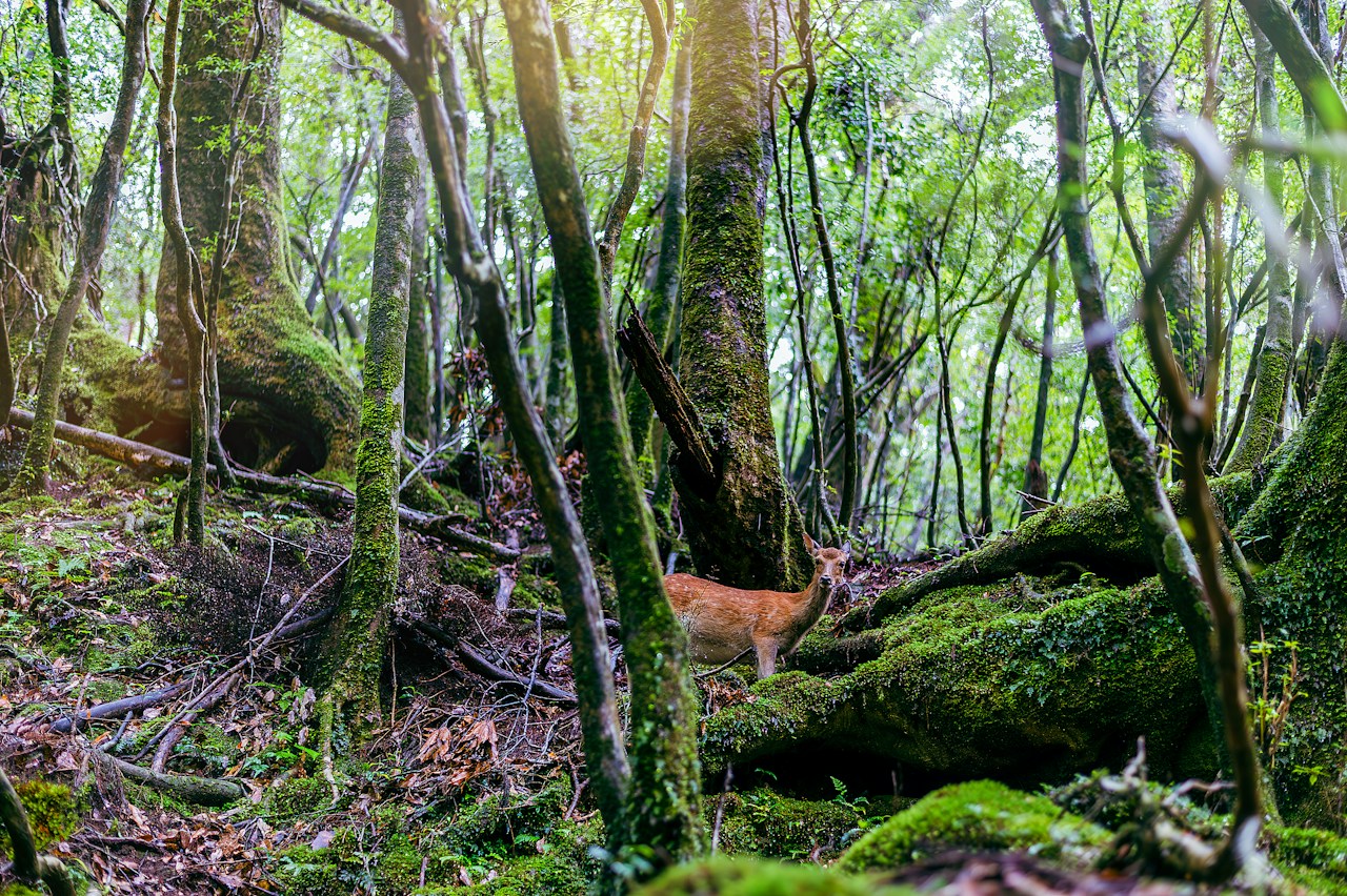 Foto por YuKoreeda