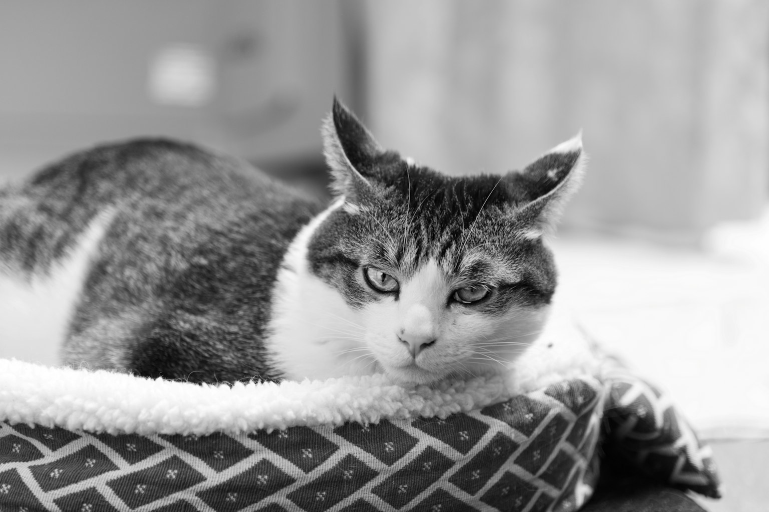 2024-05-ttartisan-af-56mm-image-8