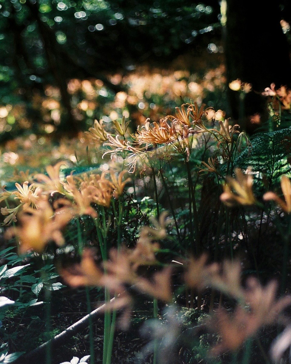 Image by ATSUSHI HIRANO | HIRANO nutzt die Digitalkamera SONY α7-Serie, die Filmkamera Nikon FM-Serie und das Stativ Leofoto.