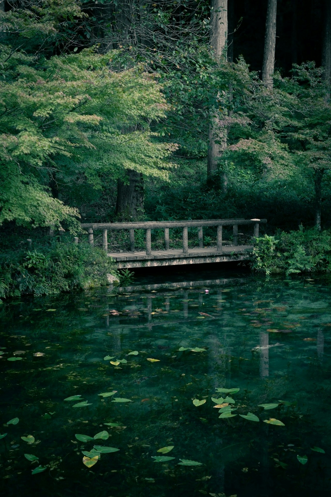 Photo by スティーブ