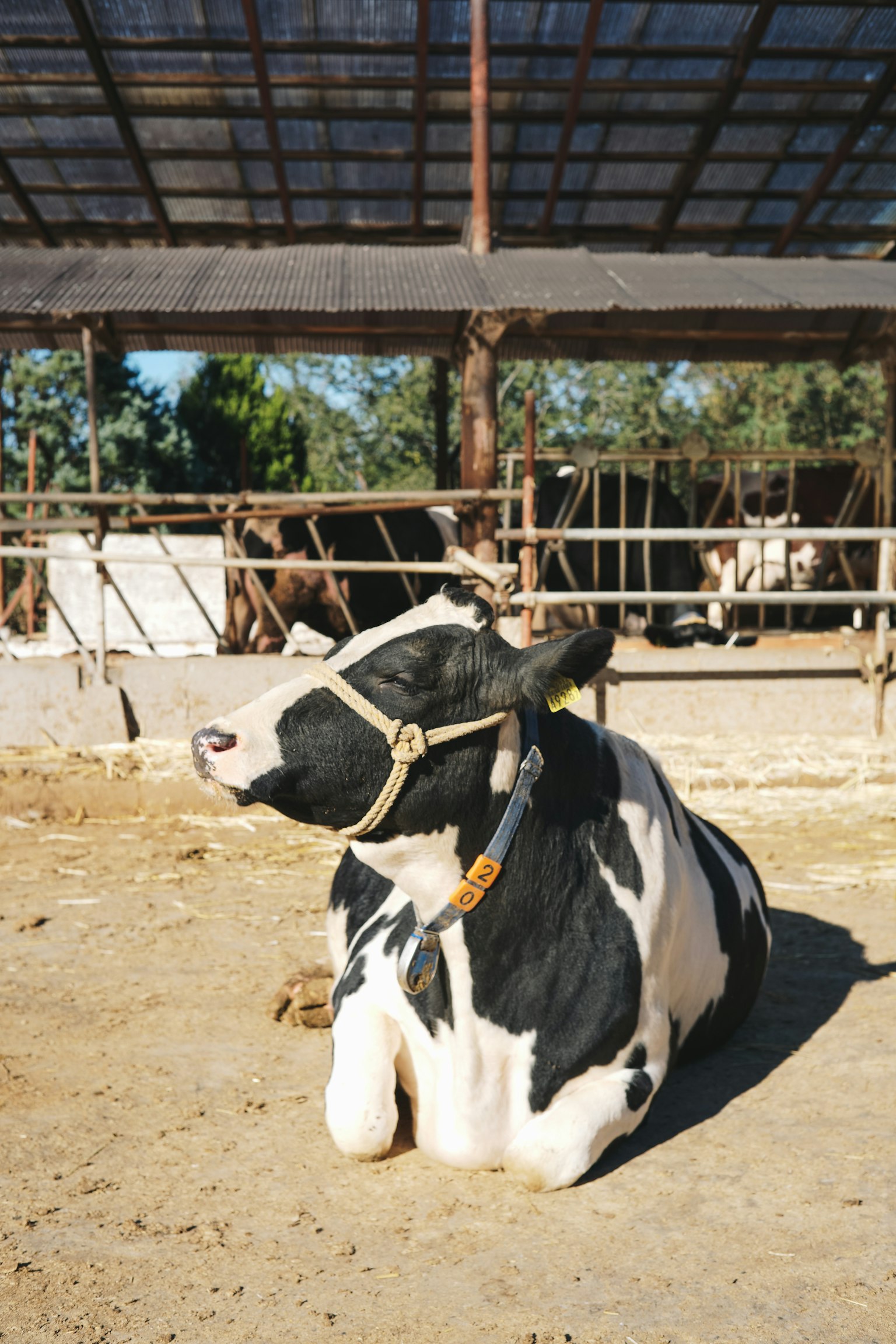 2023-10-how-to-start-animal-photography-image-4