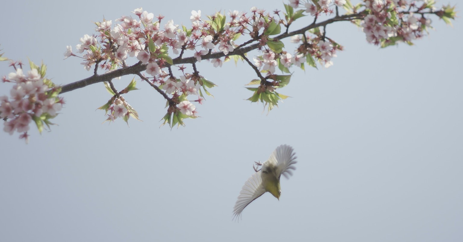 2025-04-mayu2024-oldlens-miracle-moments-cover-image
