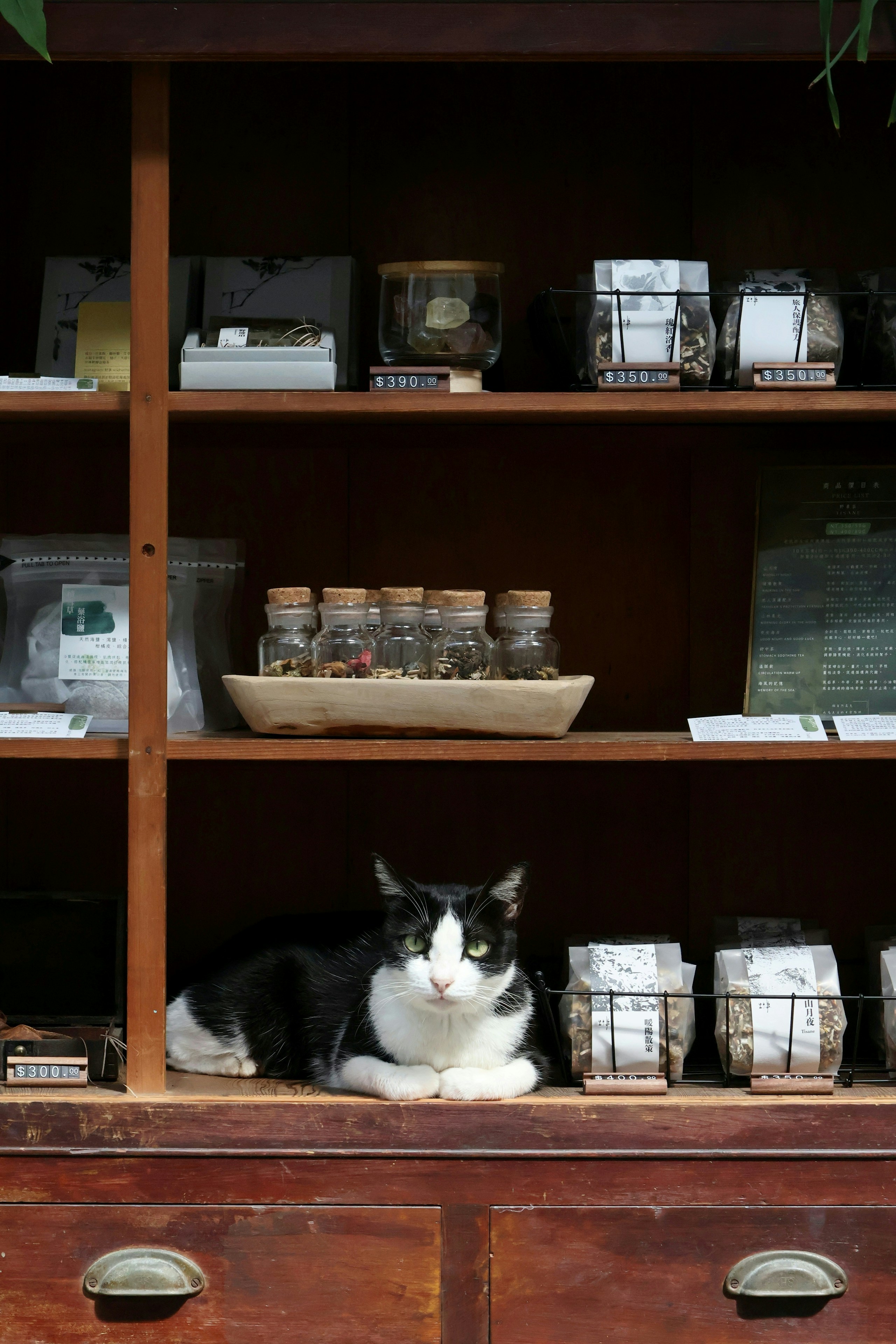 2026-04-find-new-pieces-cat-image-90