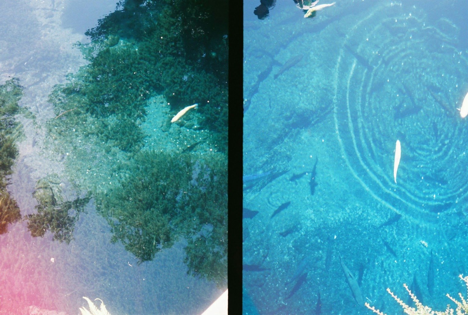 2024-11-color-comparison-film-digital-image-2