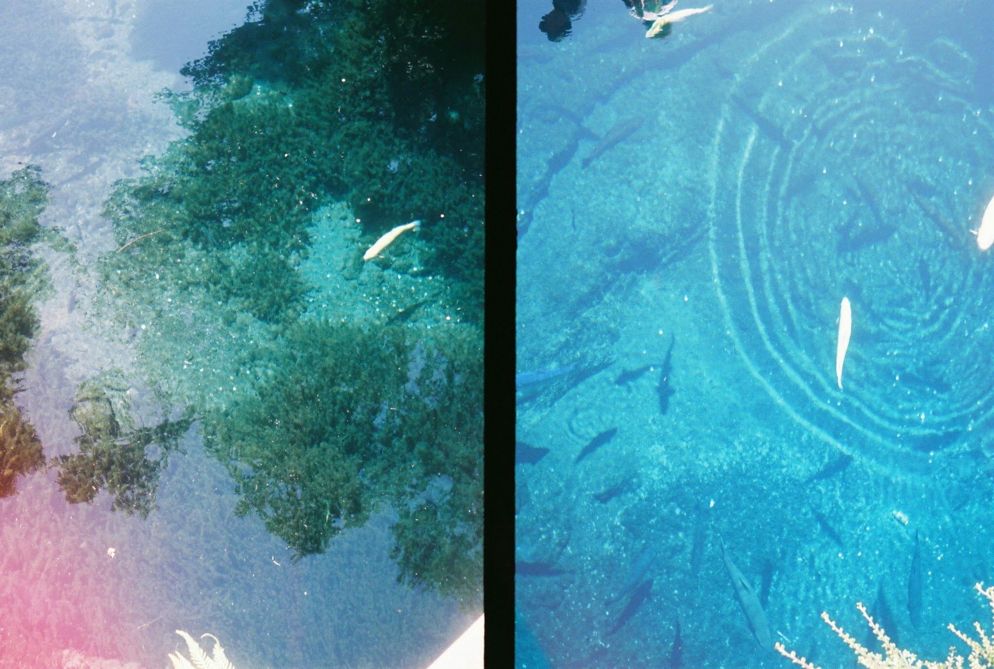2024-11-color-comparison-film-digital-image-2