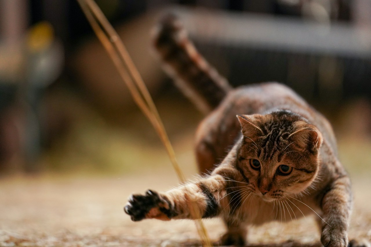Esplorare la coesistenza tra umani e animali | Fotografo di animali Yoshihiko Sato | ISSUE #30