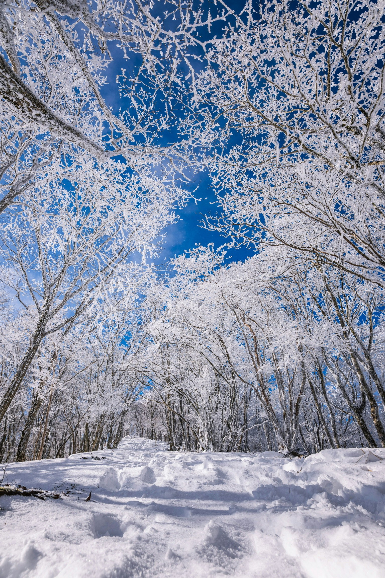 2026-02-snow-image-4