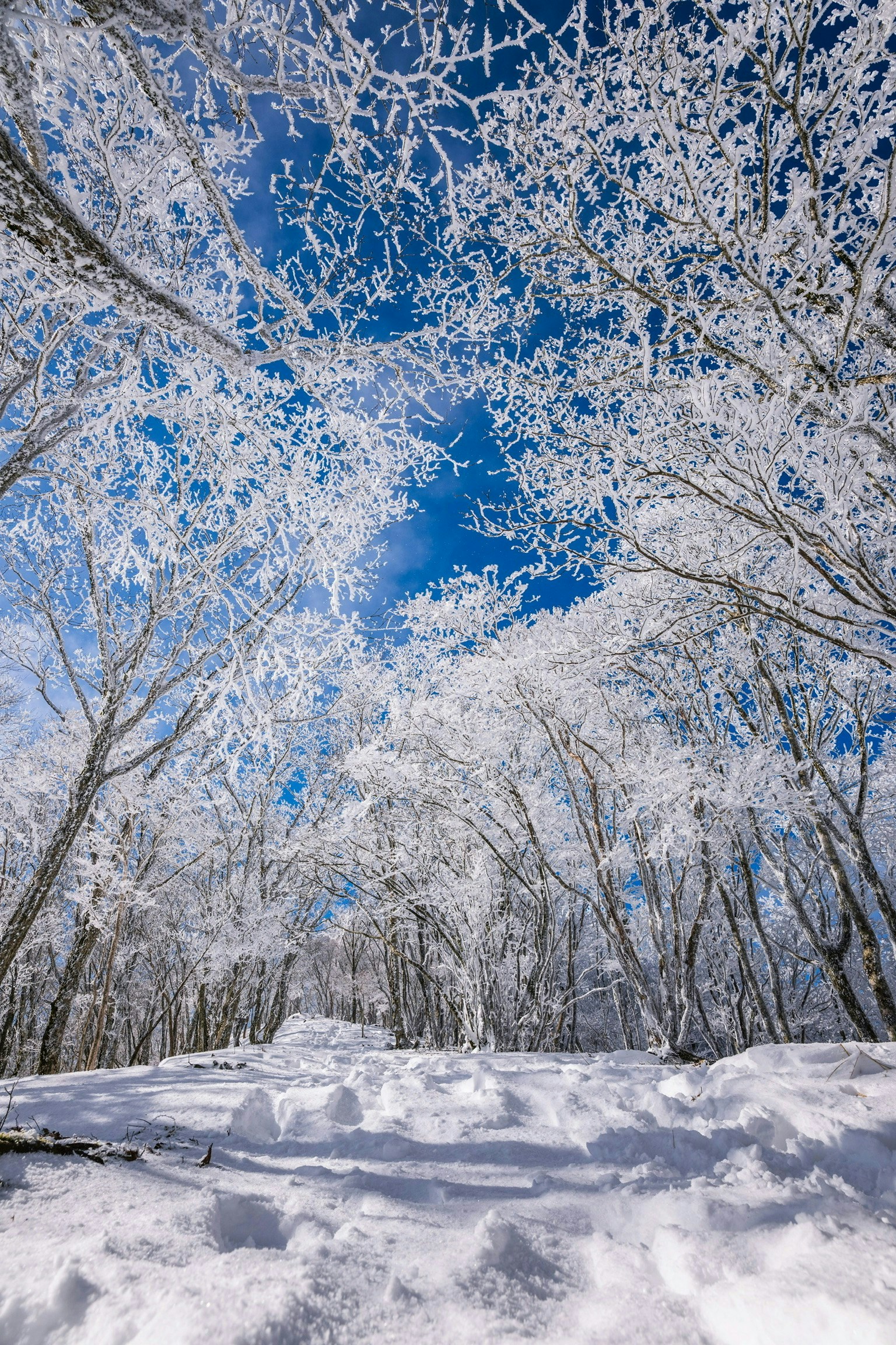 2026-02-snow-image-4