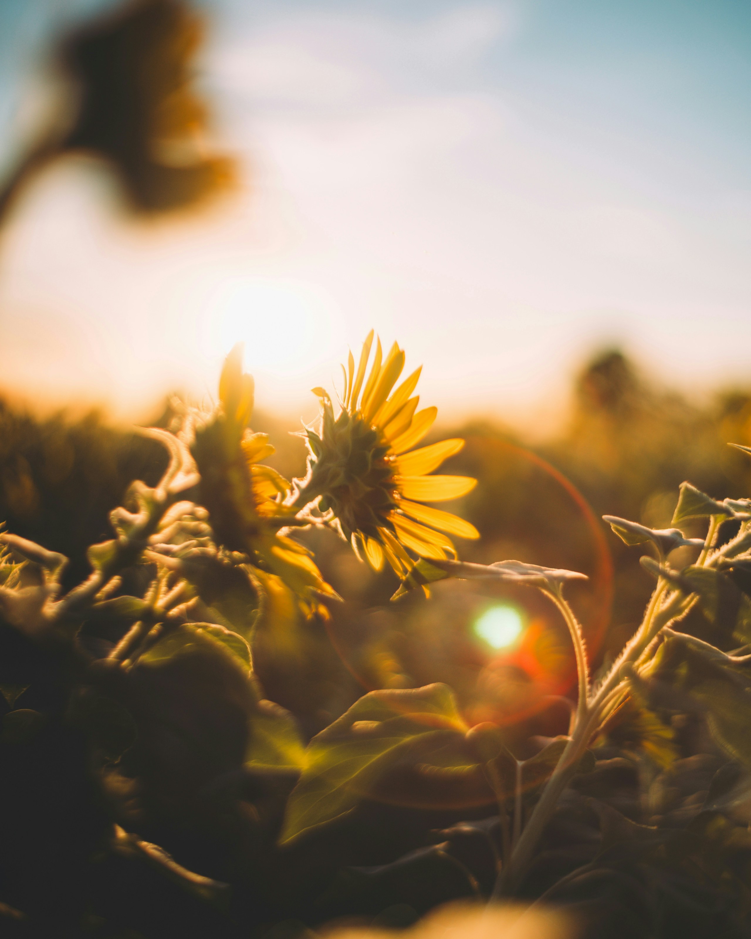 2026-04-find-new-pieces-flower-image-18