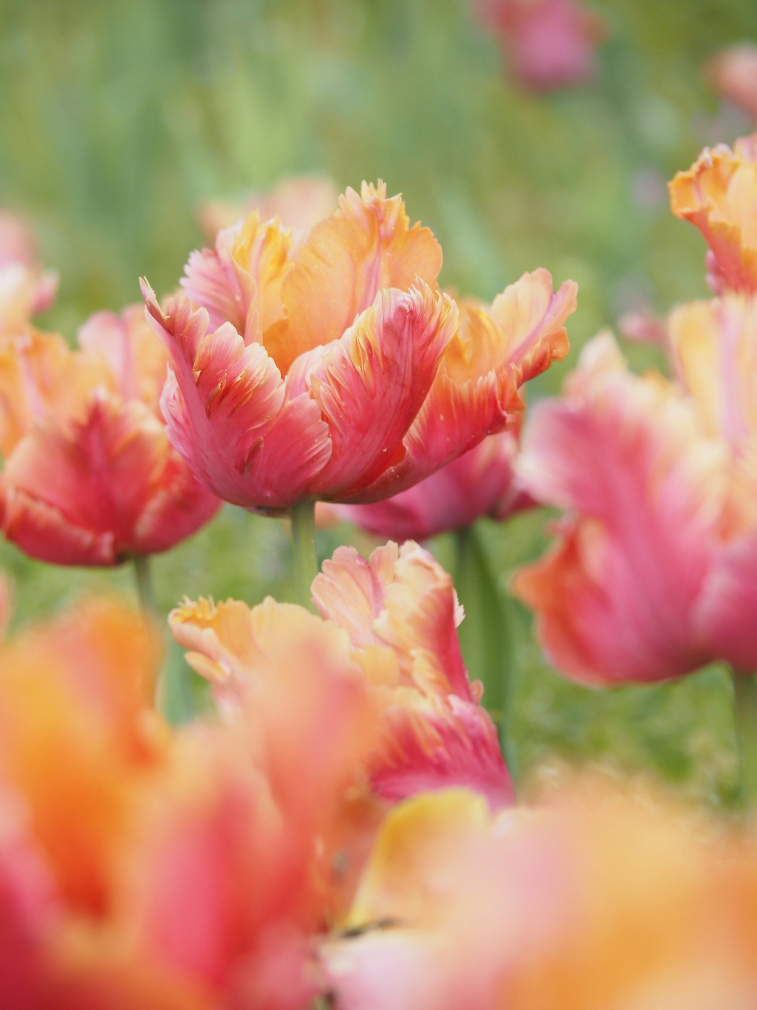 2024-03-hana-kotoba-image-13