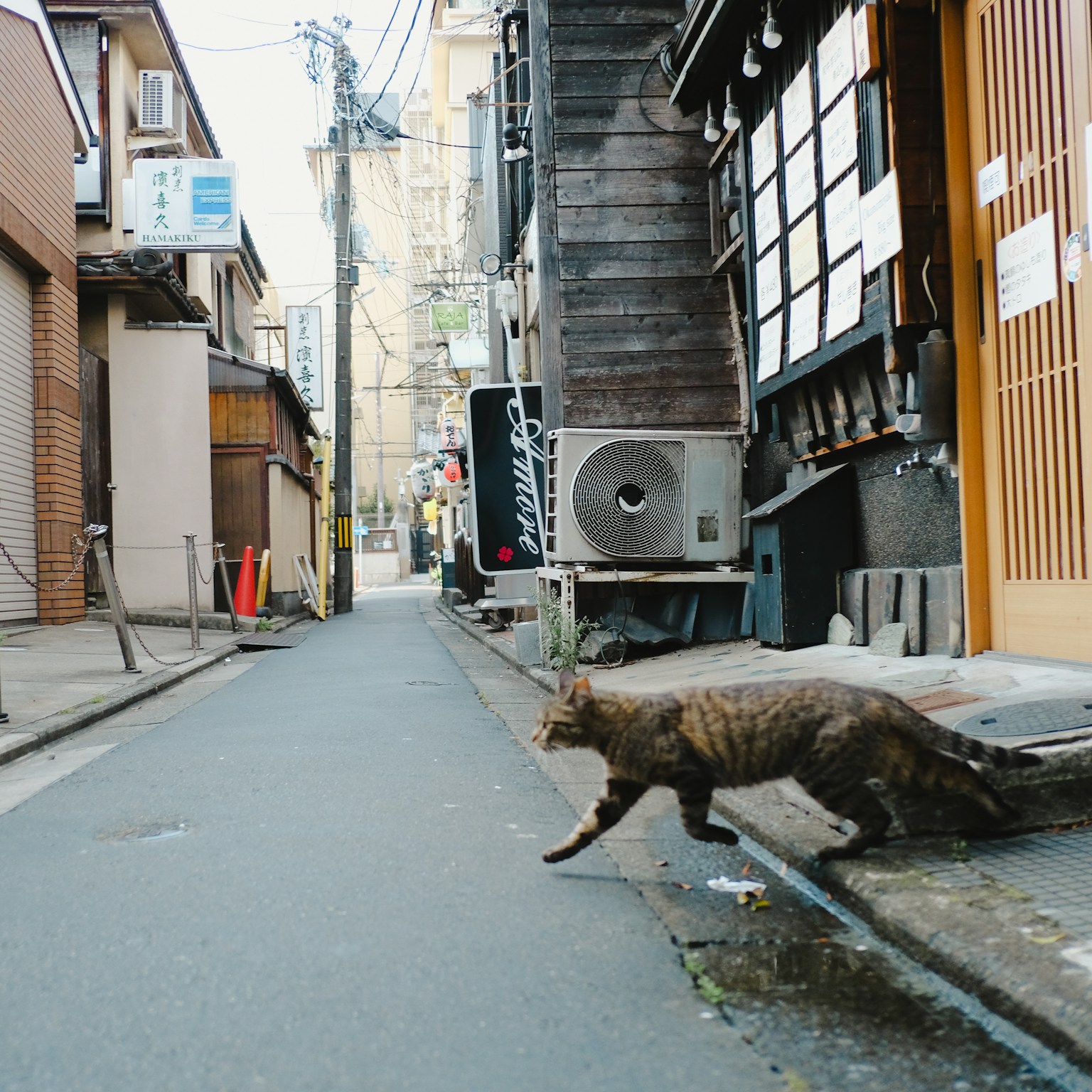 2024-04-roji-neko-cover-image