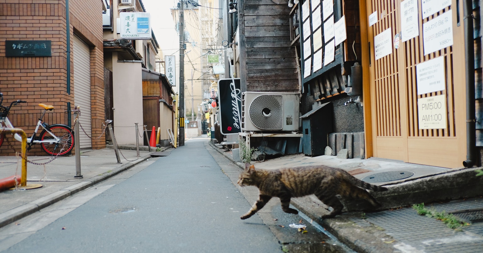 2024-04-roji-neko-cover-image