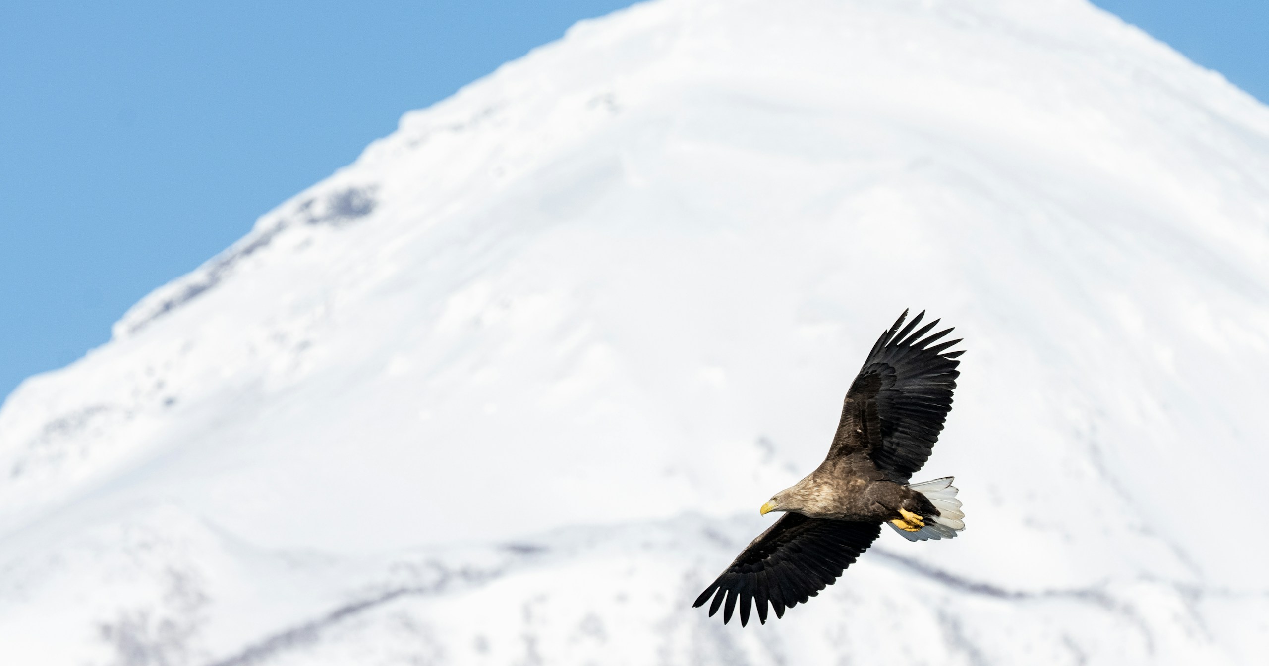 野生動物写真に必要な「余白」の美学 | Knowledge #129