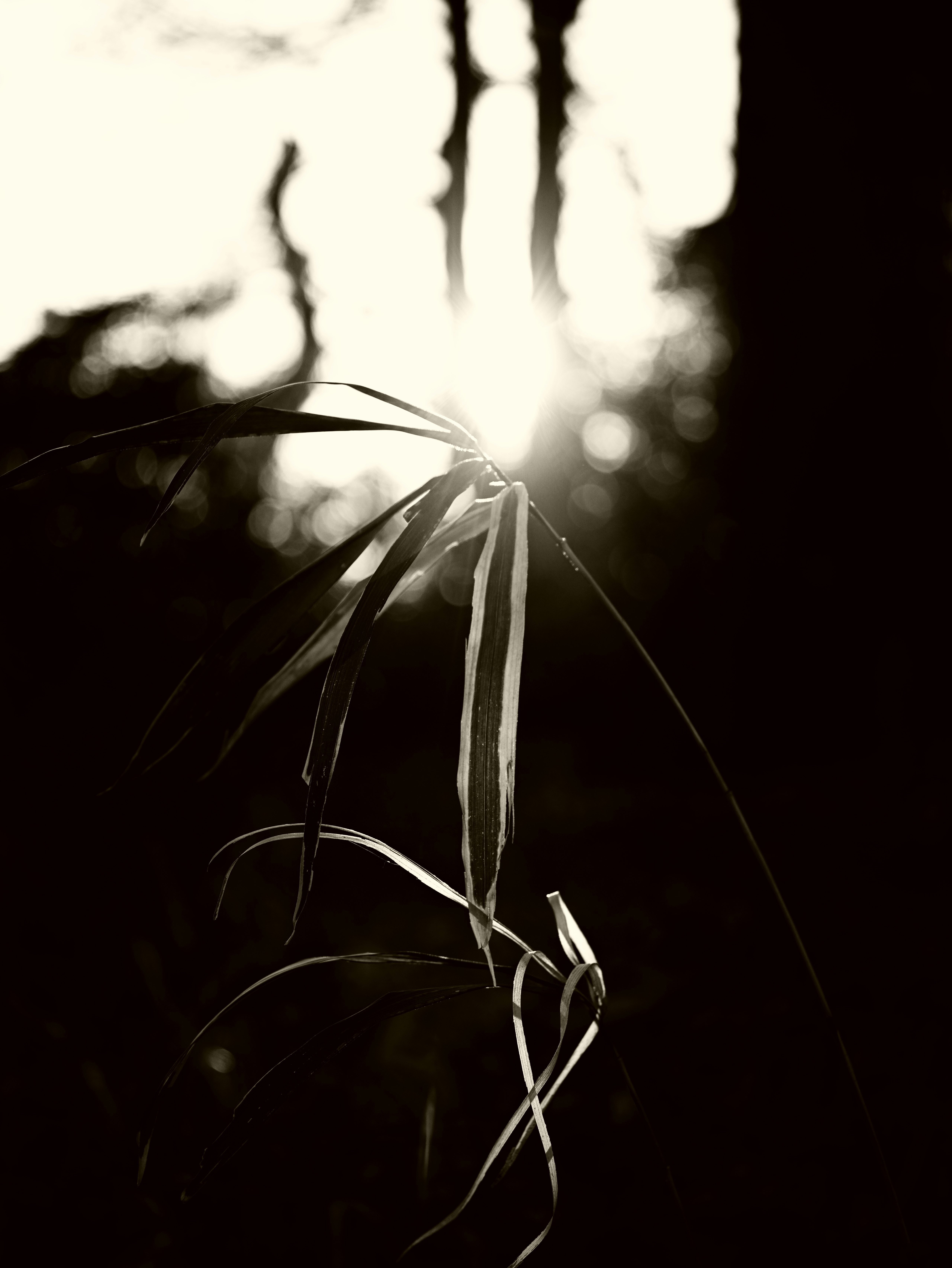 2025-12-backlight-image-5