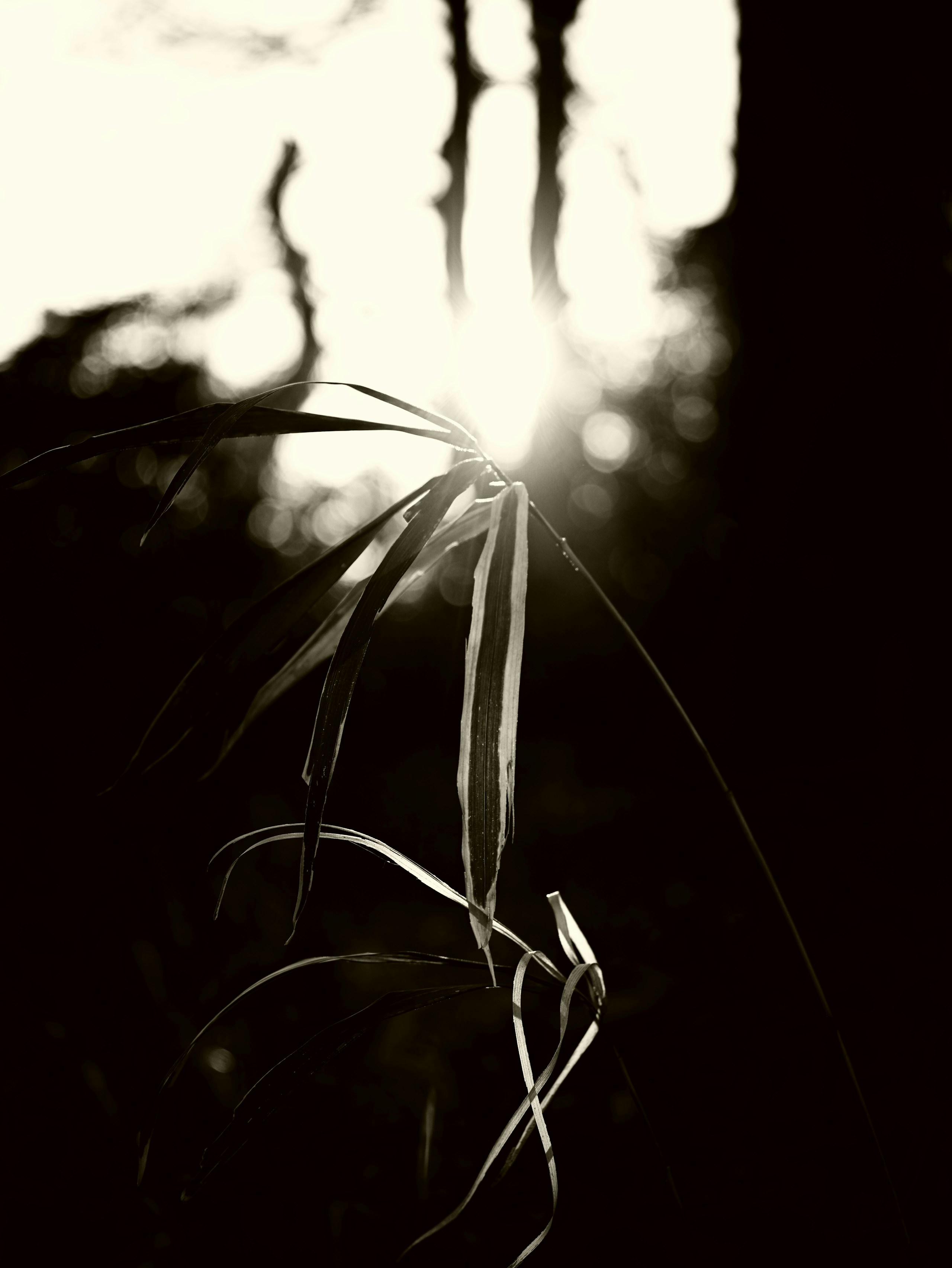 2025-12-backlight-image-5