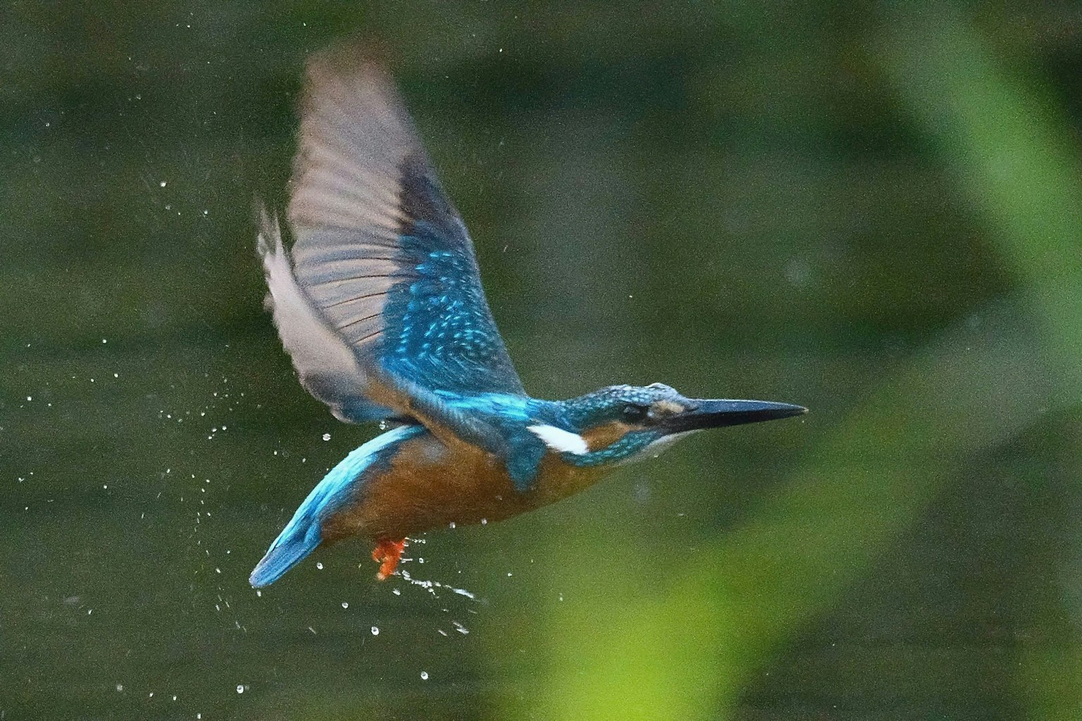 2024-12-wildlife-photography-close-approach-tips-image-12