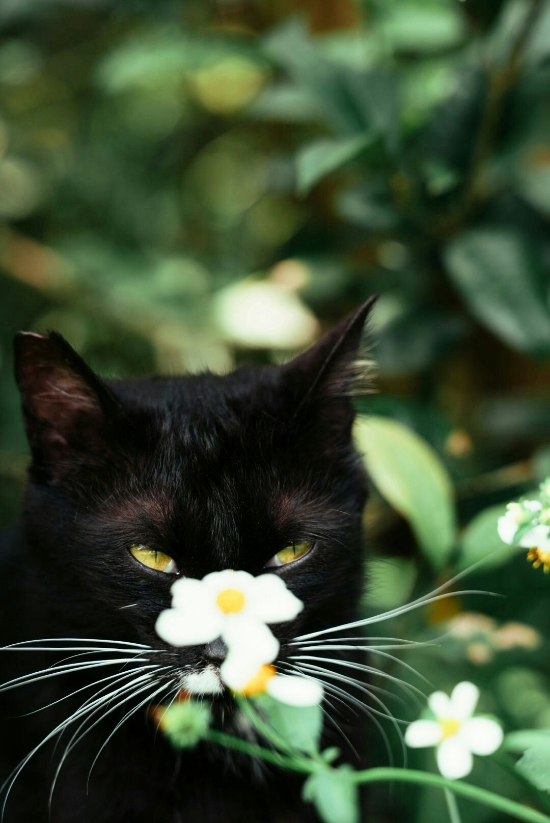 2026-04-find-new-pieces-cat-image-82